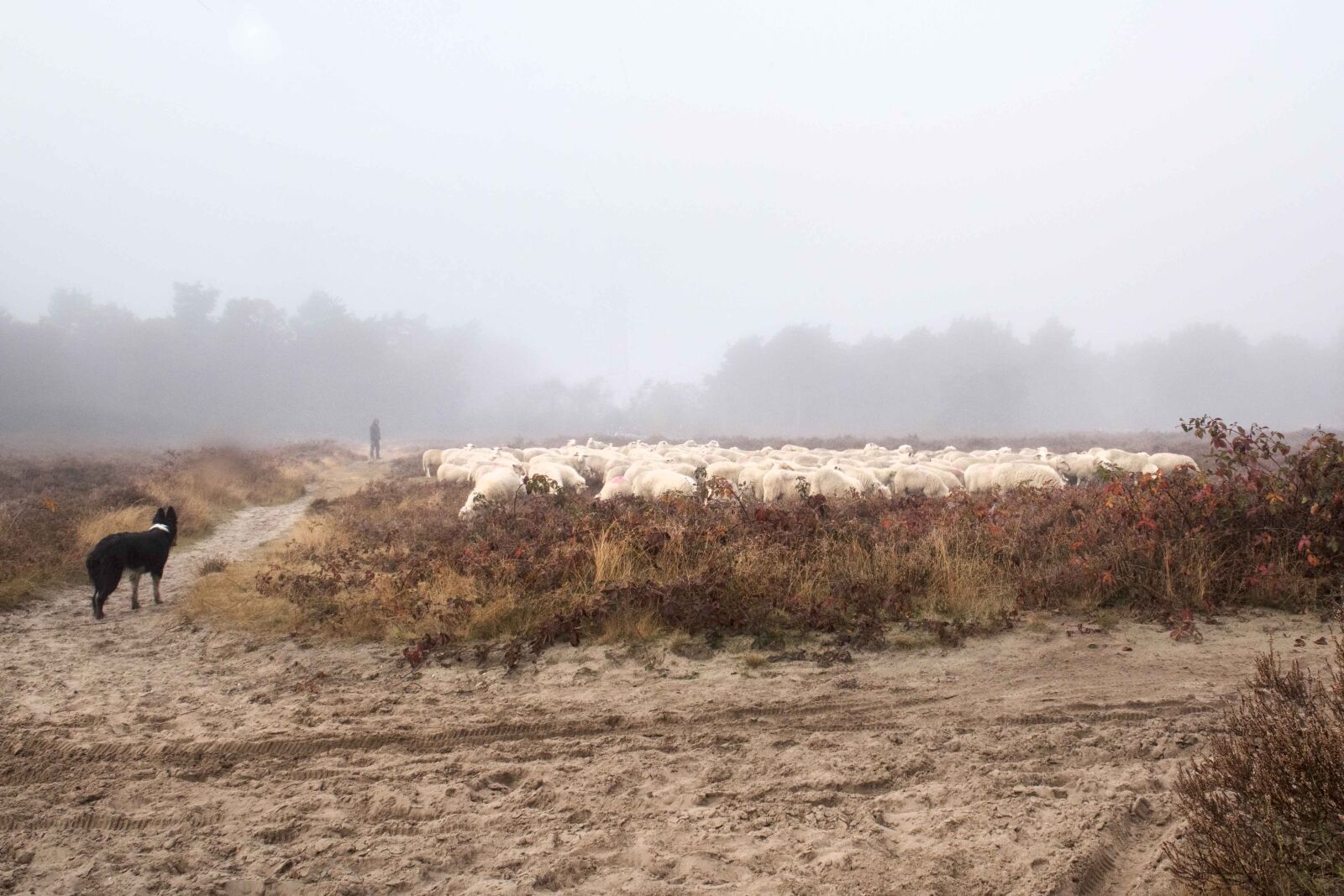 Nikon D750 sample photo. Sheep, field, forest photography
