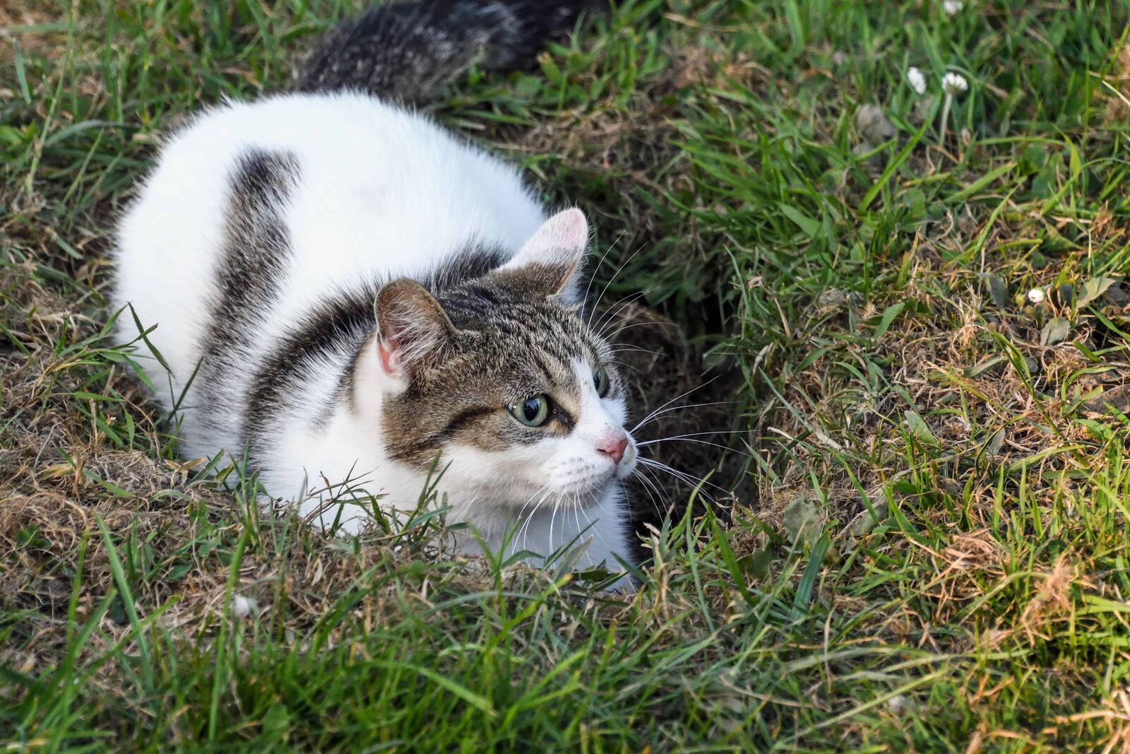 Nikon D500 sample photo. Cat, grass, cute, animal photography