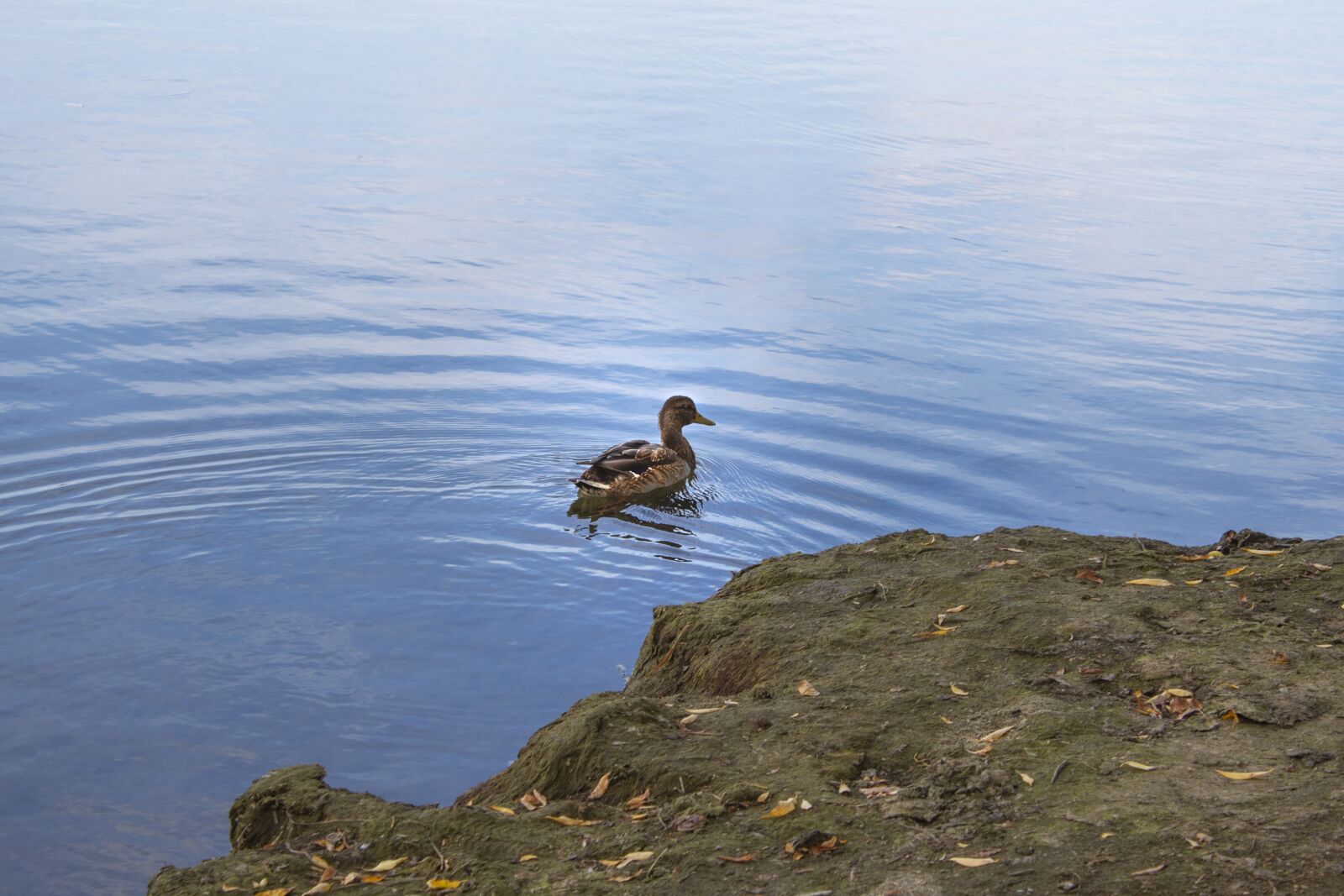 Canon EOS 4000D (EOS Rebel T100 / EOS 3000D) sample photo. Duck, bird, lake photography