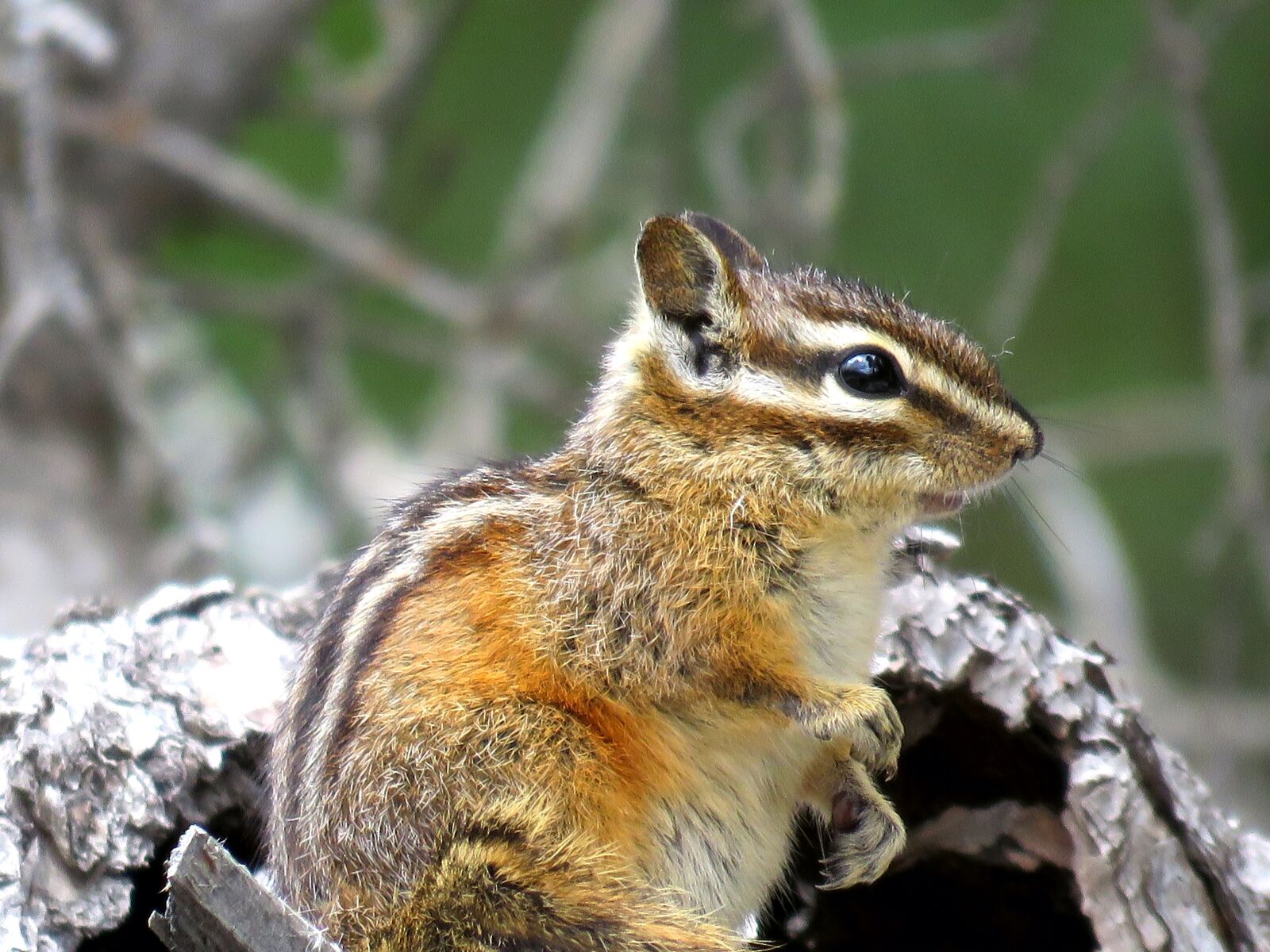 Canon PowerShot SX60 HS sample photo. Chipmunk, wildlife, nature photography