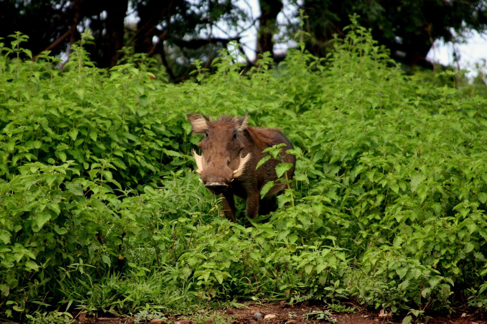 Canon EOS 40D sample photo. National park, mole national photography
