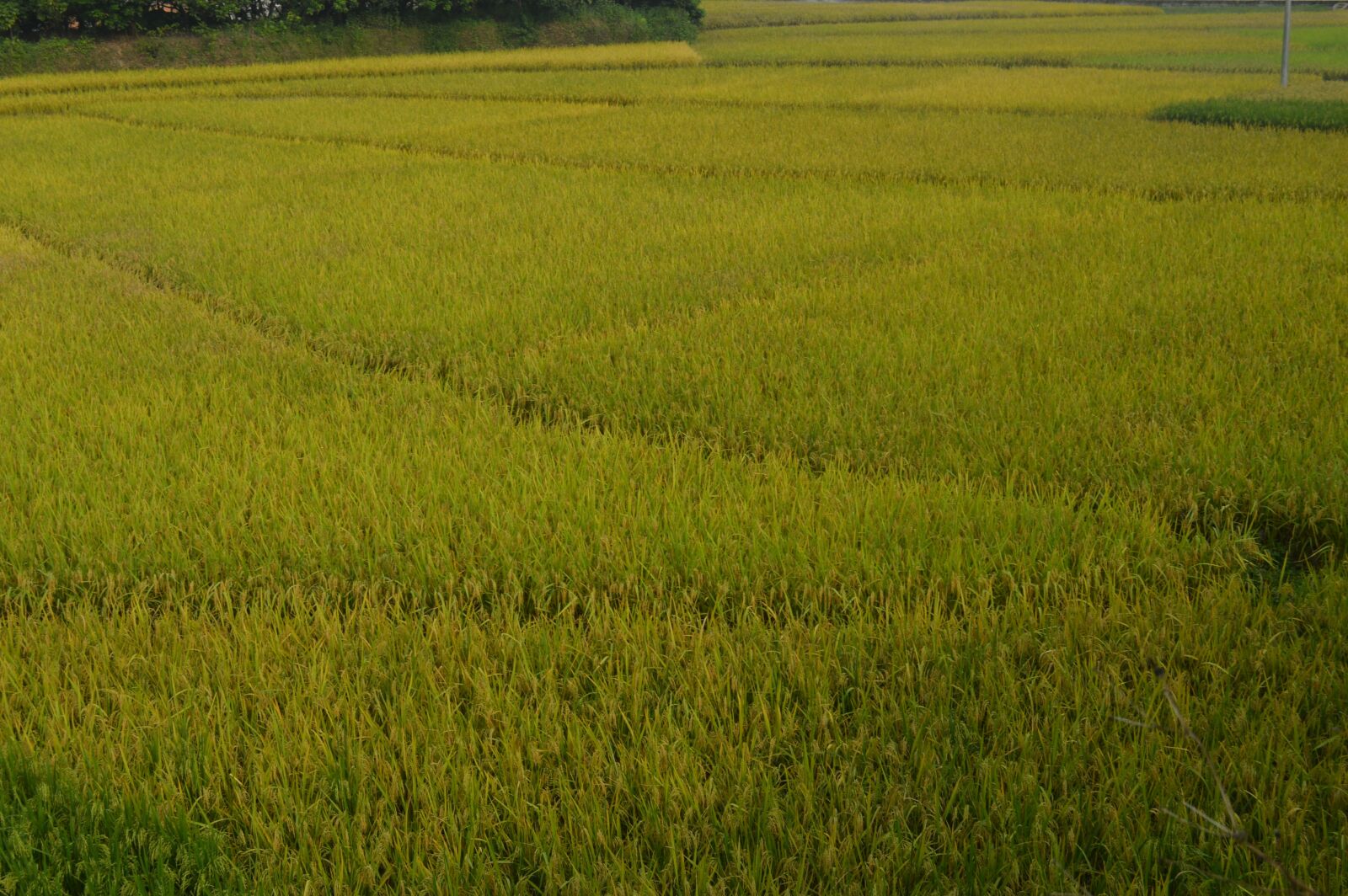 Nikon D3200 sample photo. In rice field, field photography