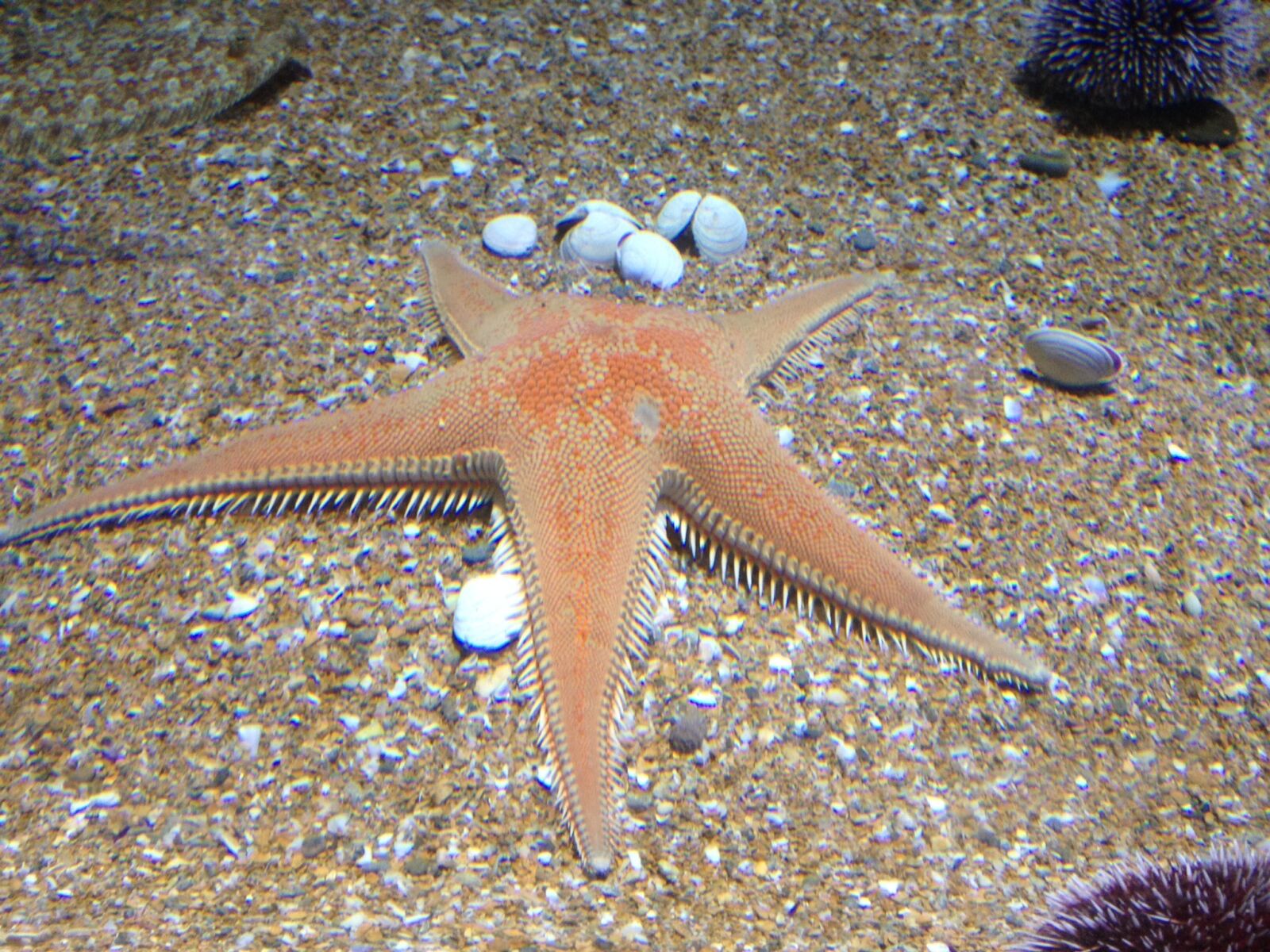 Apple iPhone 4S sample photo. Starfish, sand, aquarium photography