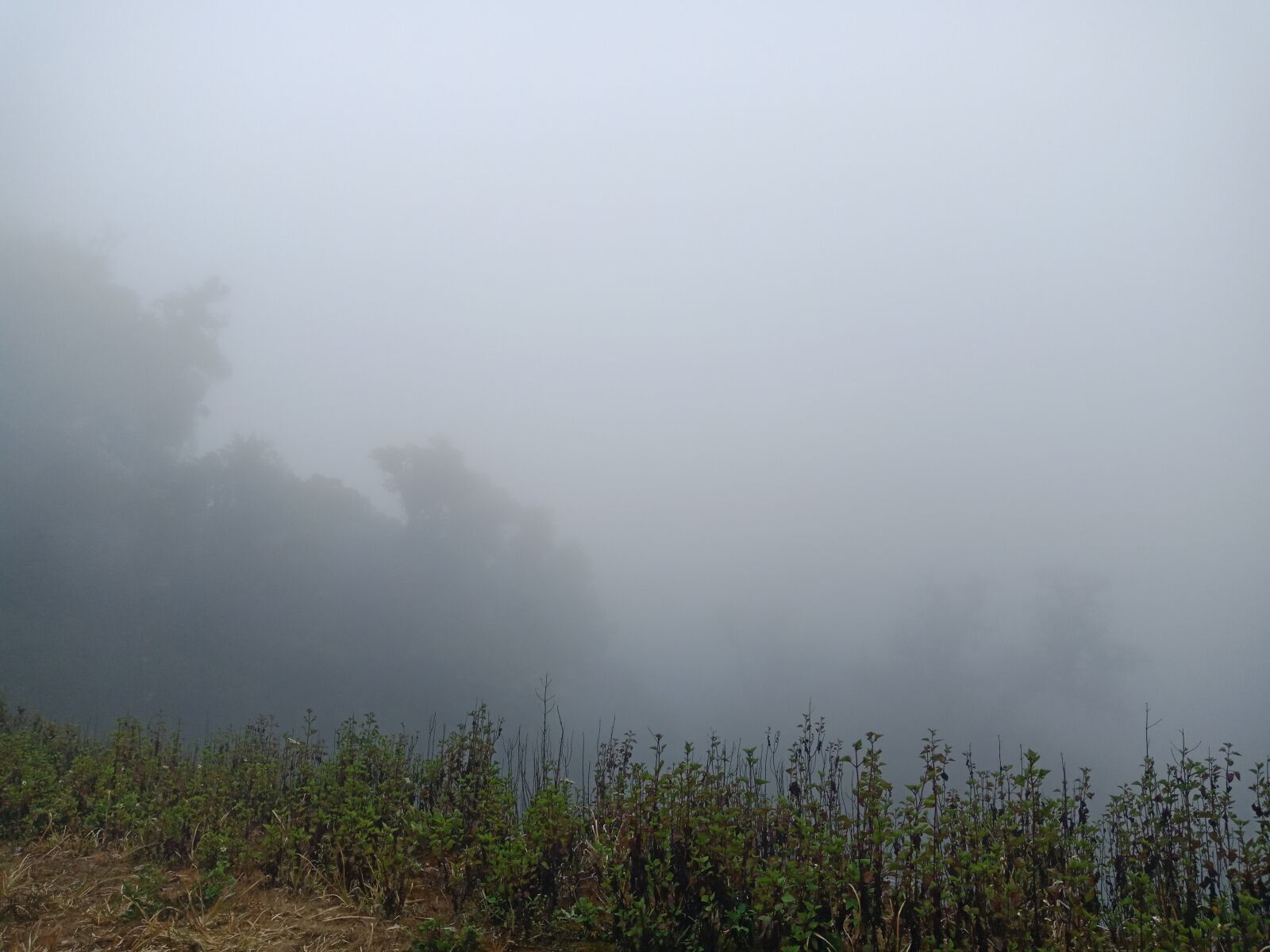 OPPO F5 sample photo. Fog, foggy mountain, foggy photography