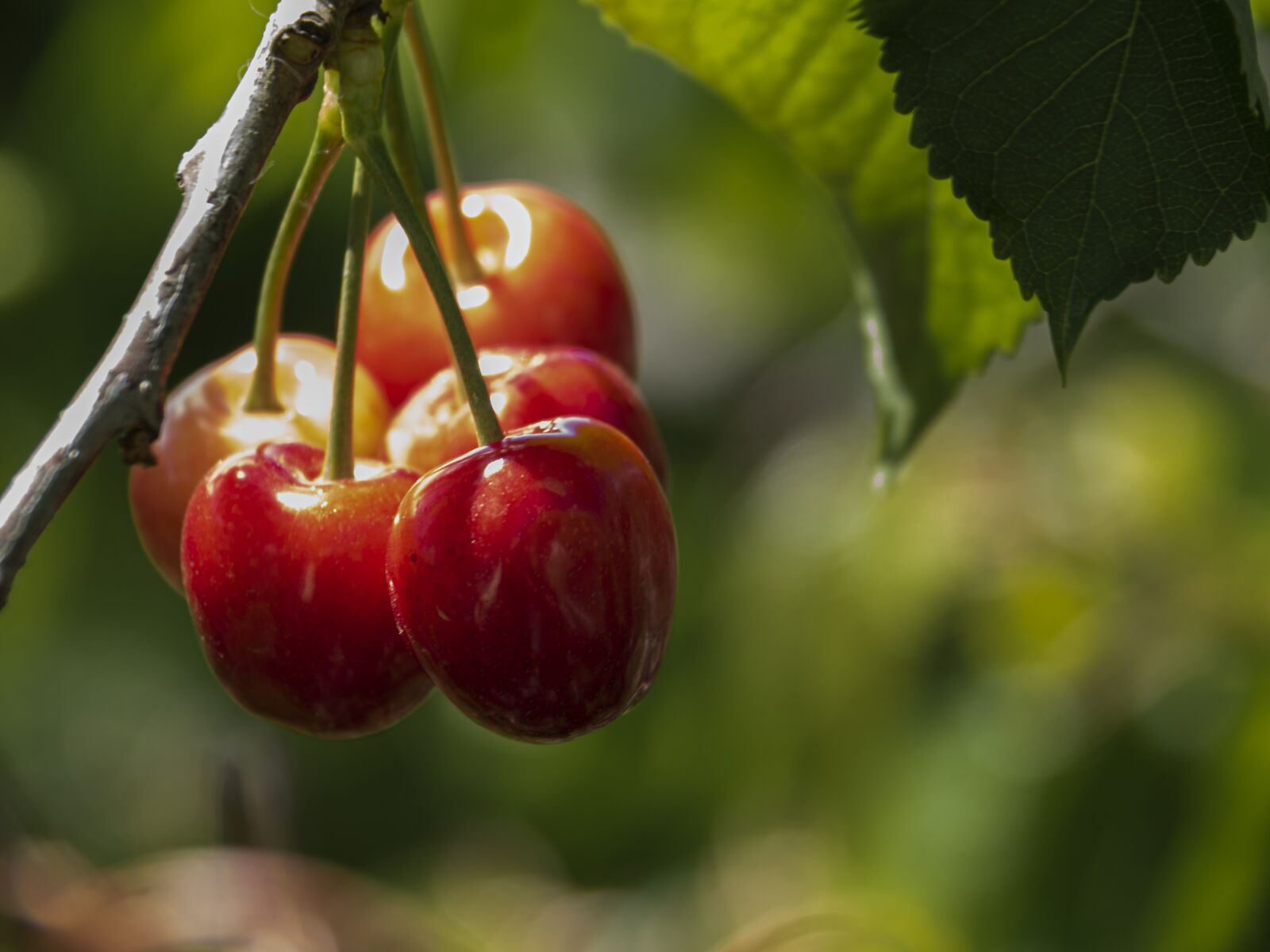 Olympus OM-D E-M5 II sample photo. Cherries, tree, spring photography