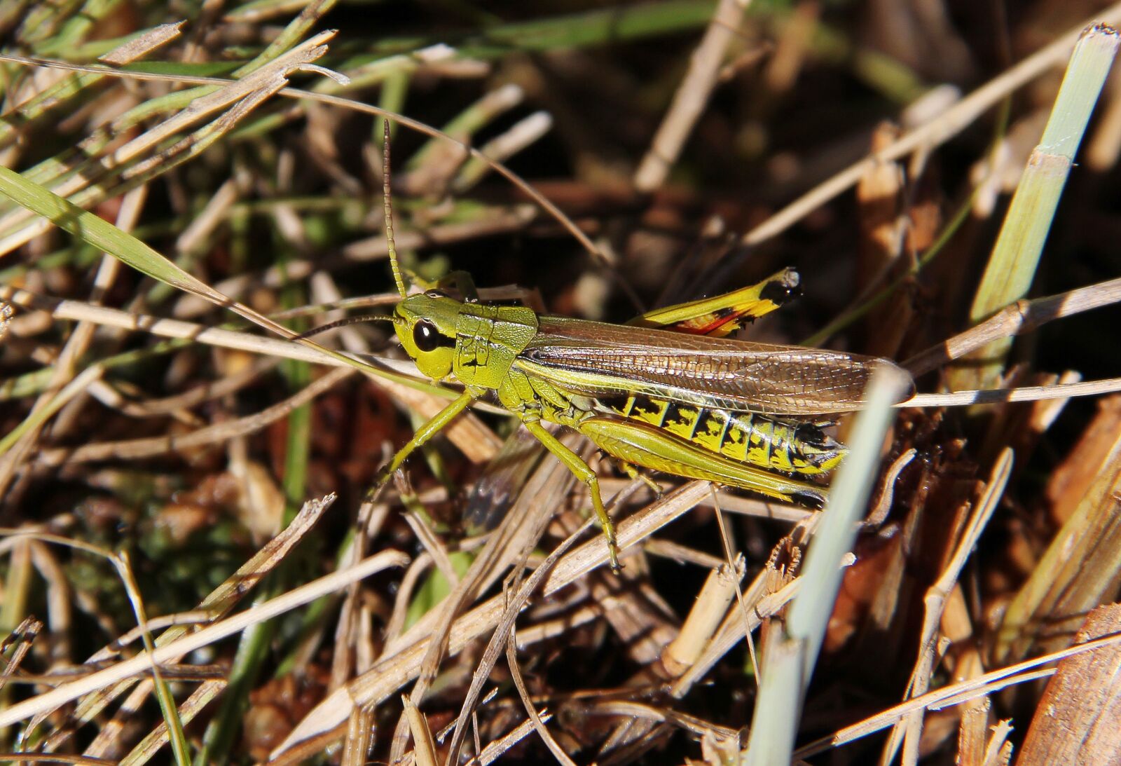 Canon EOS 550D (EOS Rebel T2i / EOS Kiss X4) sample photo. Grasshopper, nature, sweden photography