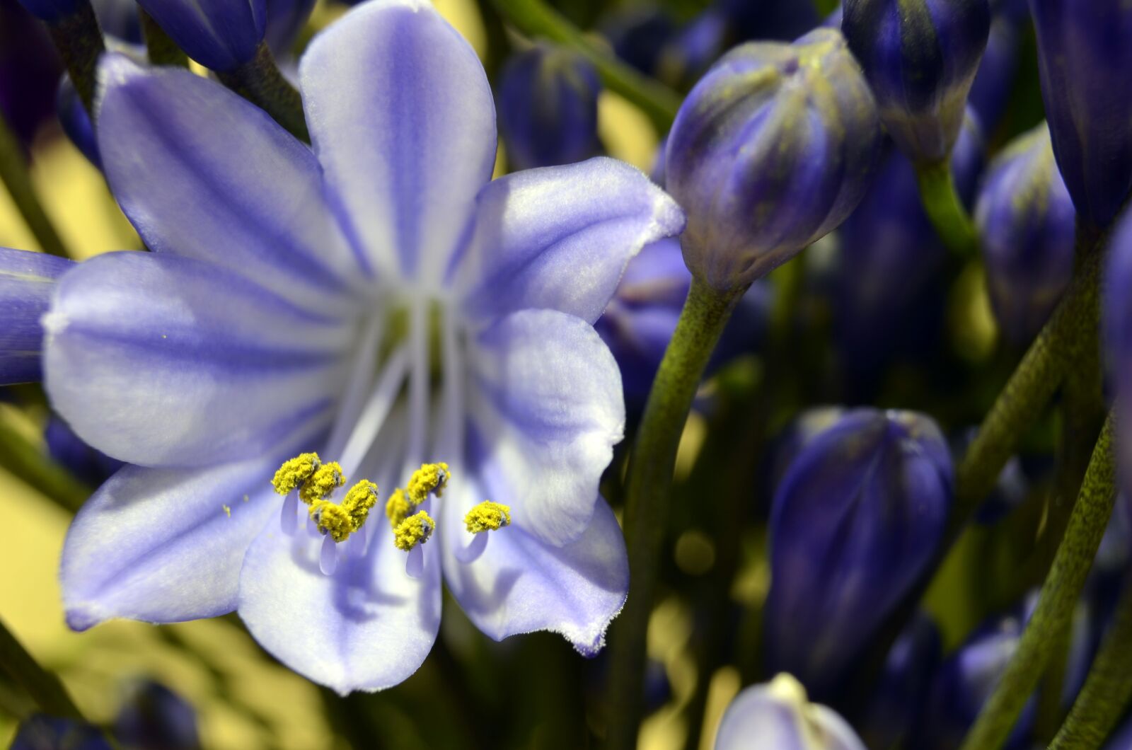 Nikon D5100 sample photo. Agapanthus, blossom, bloom photography