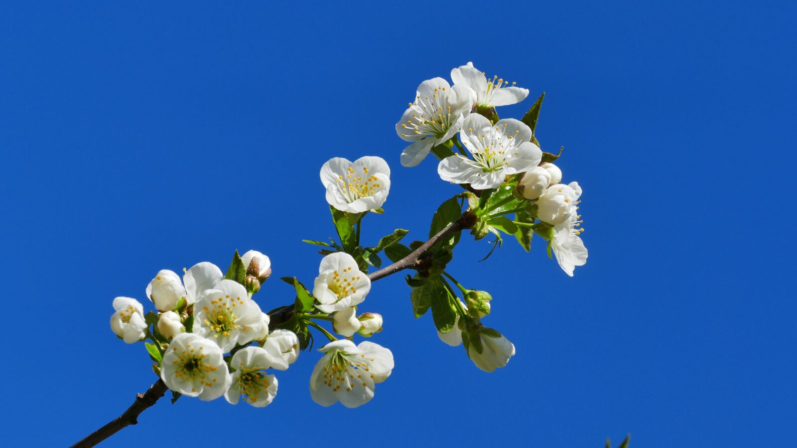 Panasonic Lumix DMC-FZ1000 sample photo. Cherry, flowers, spring photography