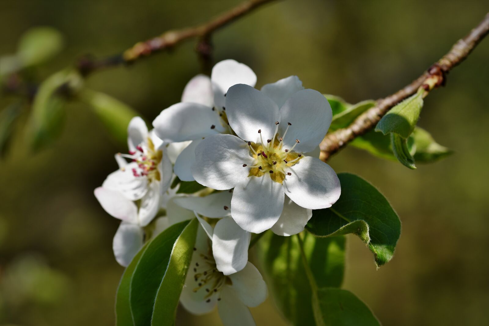Nikon D7200 sample photo. Pear blossom, pear, blossom photography