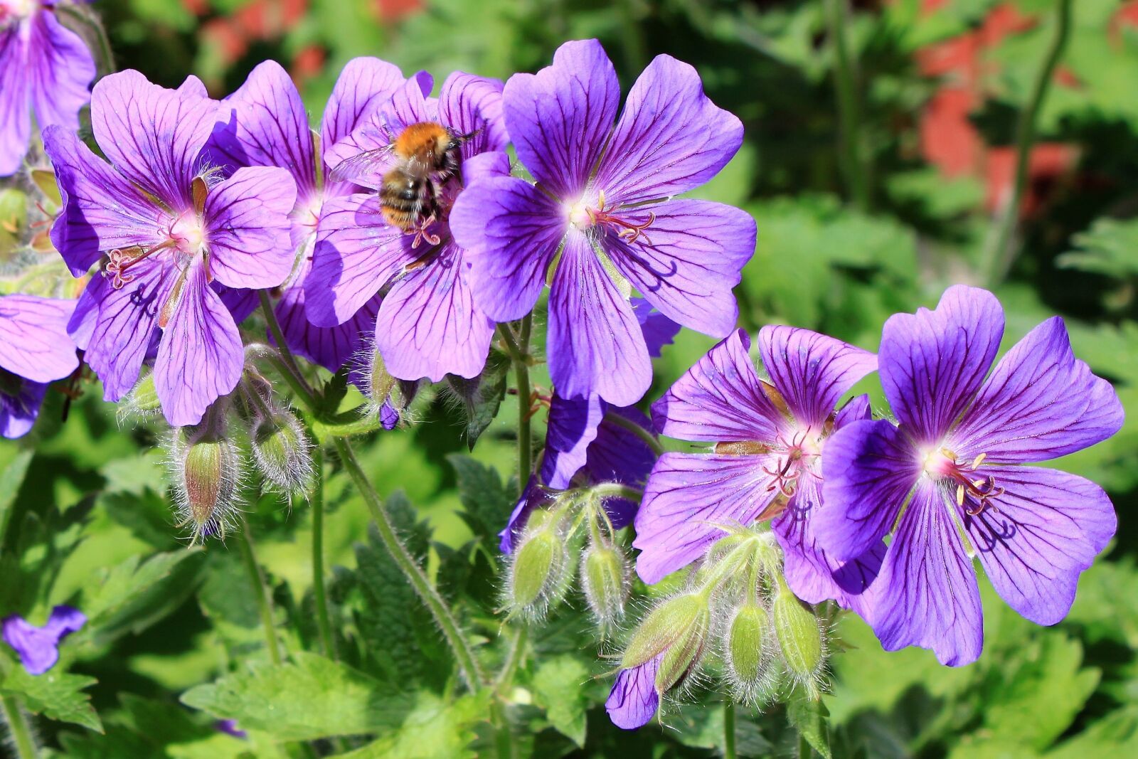 Canon EOS 500D (EOS Rebel T1i / EOS Kiss X3) sample photo. Purple, green, nature photography