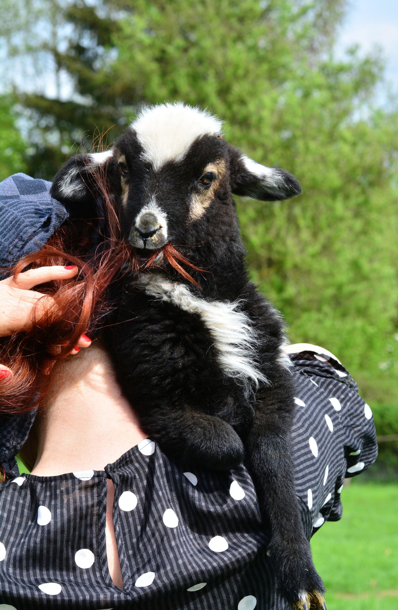 Nikon D5200 sample photo. Sheep, black sheep, sch photography
