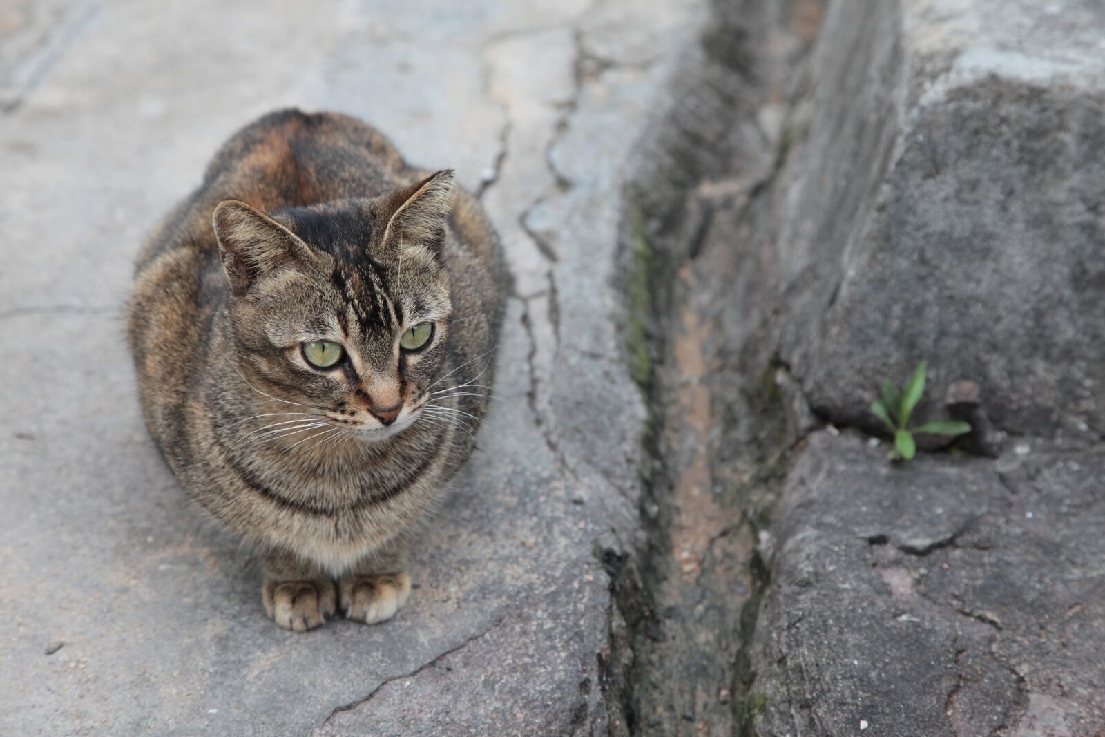 Canon EOS 5D Mark II sample photo. Cat, stray, animal photography