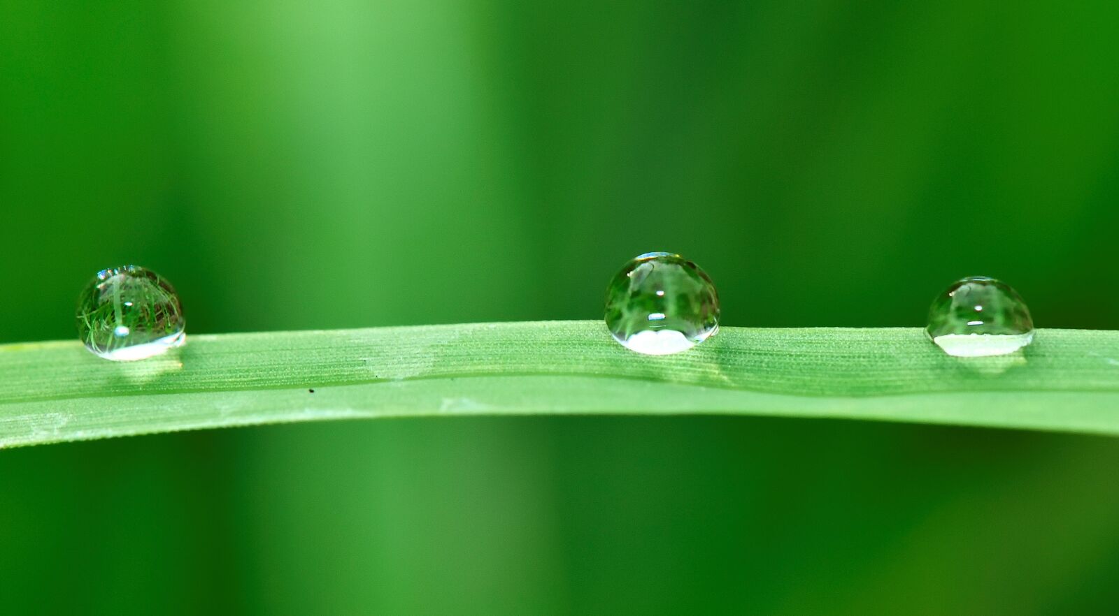 Nikon D5300 sample photo. Water, drops, grass photography