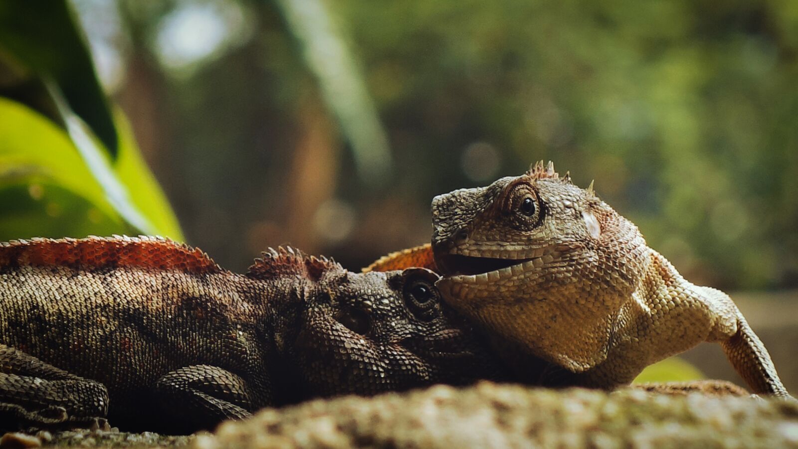 Sony Cyber-shot DSC-RX100 II sample photo. Lizard, iguana, close up photography