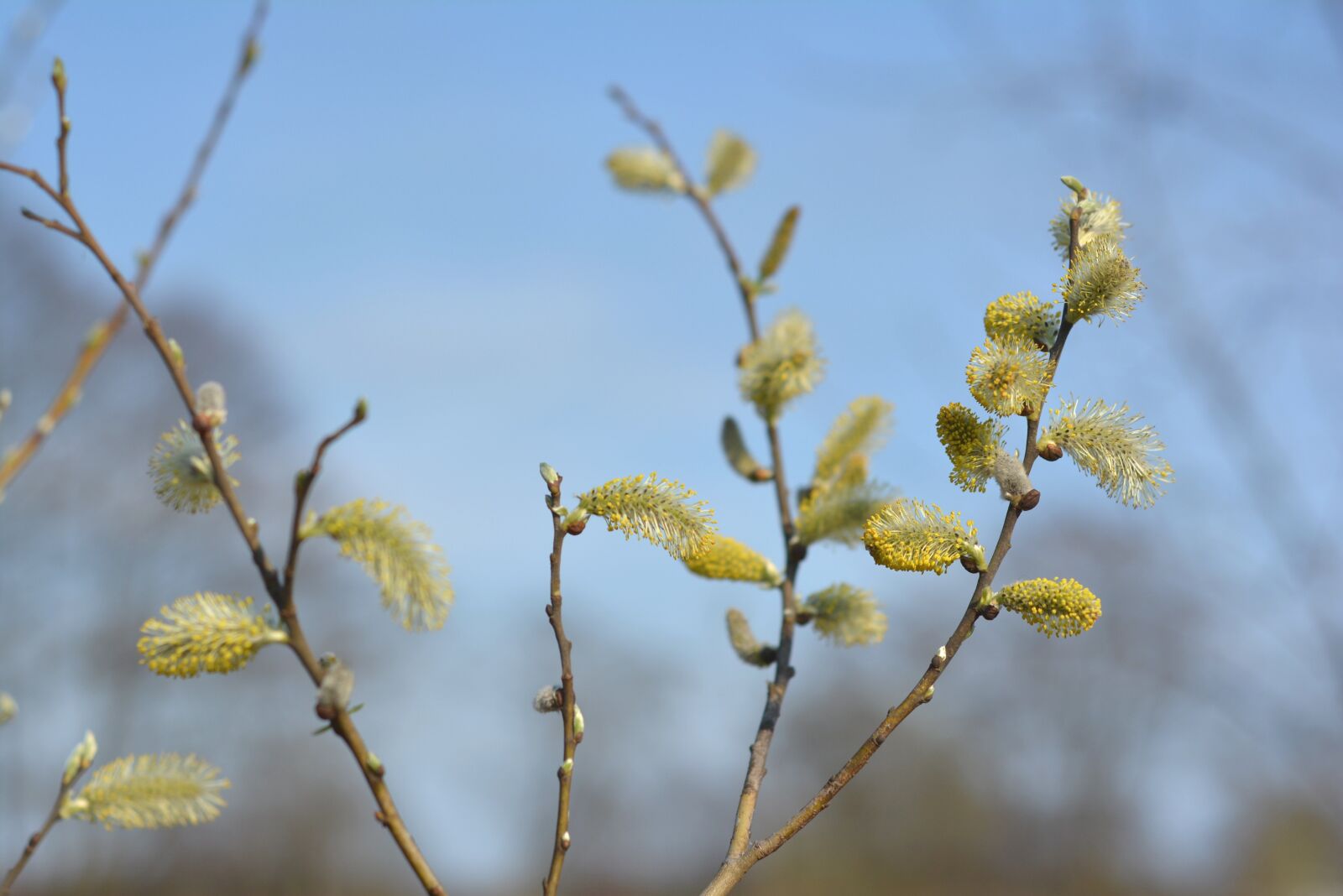 Nikon D5200 sample photo. The basis of, willow photography