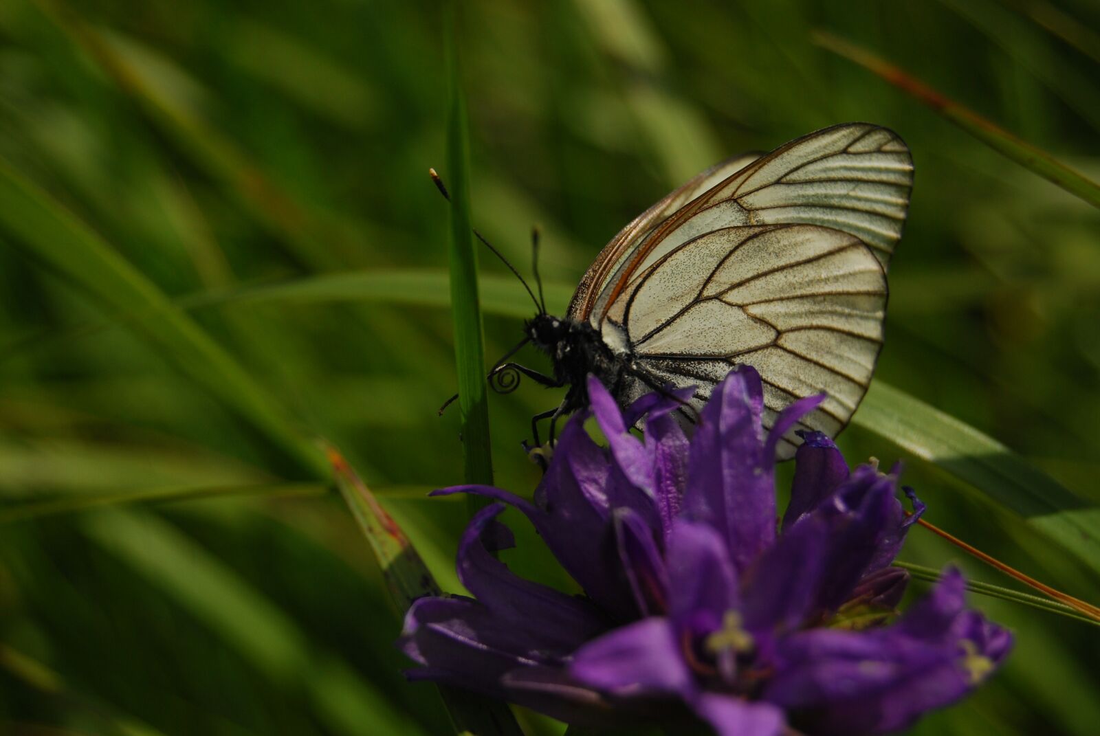 Nikon D60 sample photo. Butterfly, cabbage butterfly, field photography