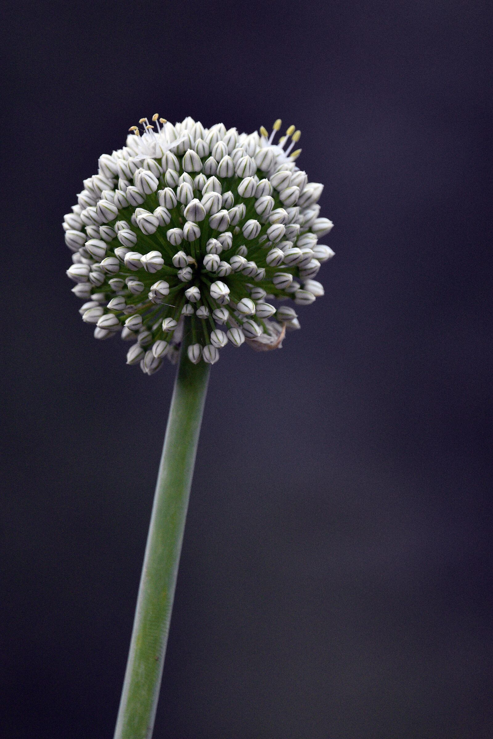 Nikon D3400 sample photo. Onion, seeds, vegetables photography