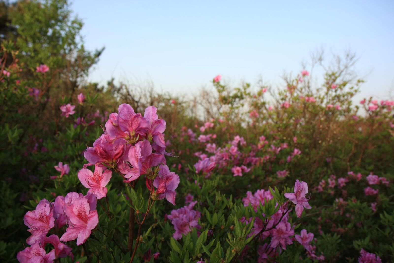 Canon EOS 40D sample photo. Hong emeishan, azalea, korea photography
