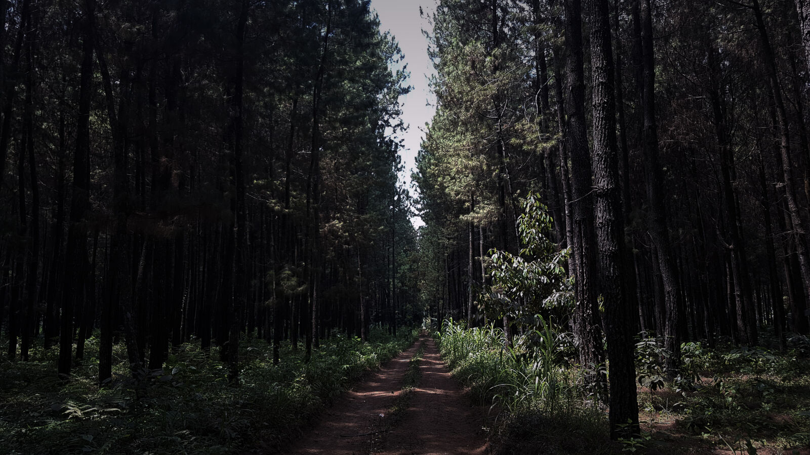 Samsung Galaxy S7 Edge sample photo. Forest, pine, wood photography