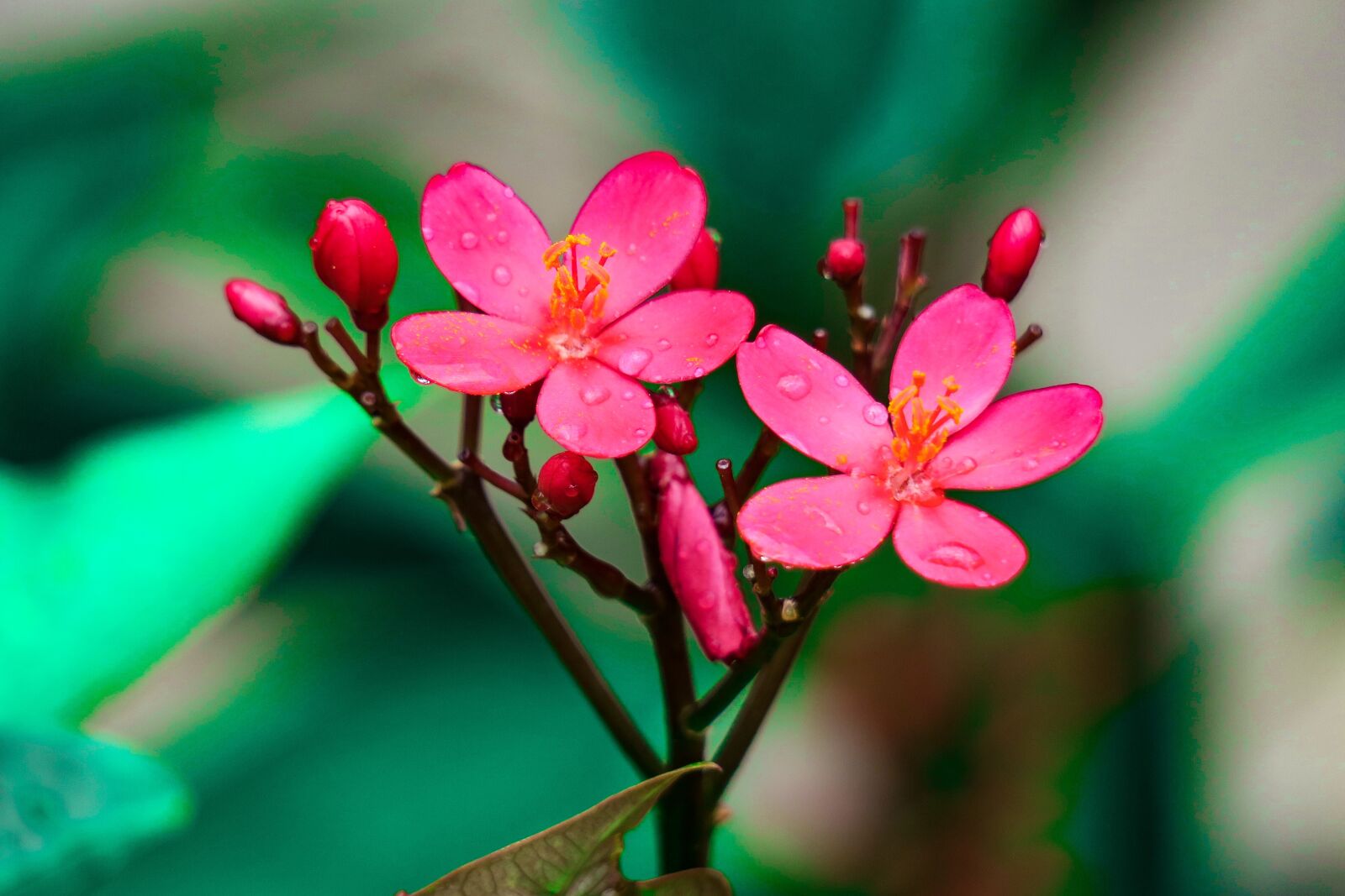 Canon PowerShot G3 X sample photo. Qin leaf coral, nature photography