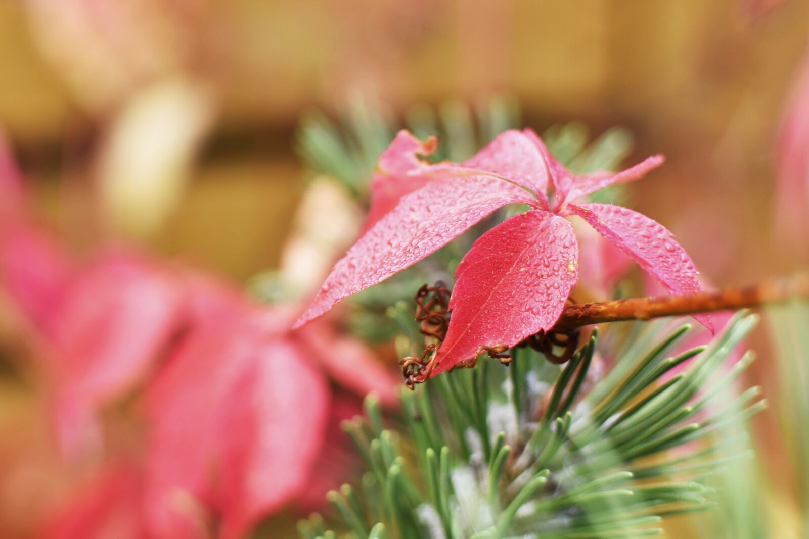 Nikon D7200 sample photo. Bindweed, red leaf, leaves photography