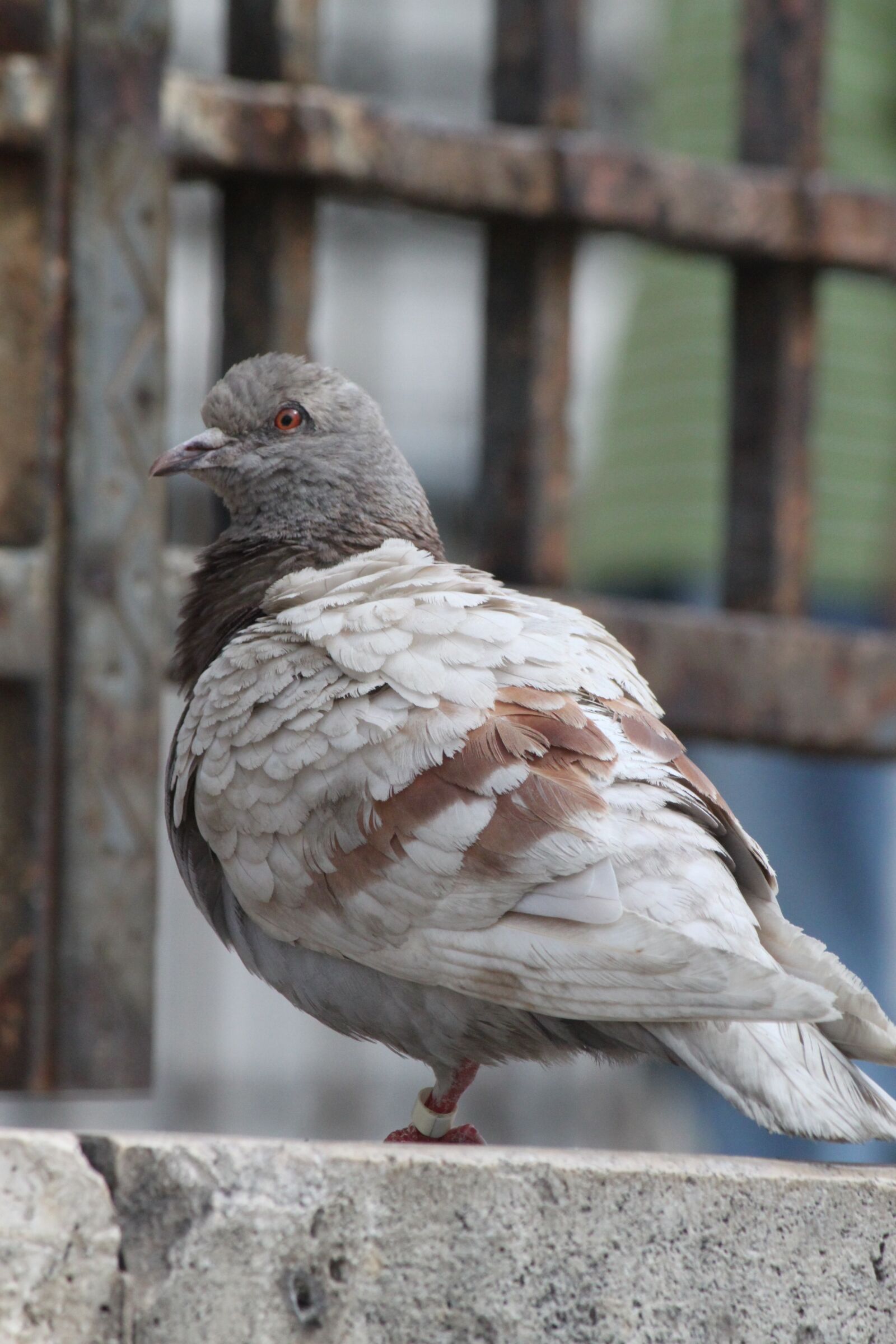Canon EOS 500D (EOS Rebel T1i / EOS Kiss X3) sample photo. Paris, pigeon, bird photography