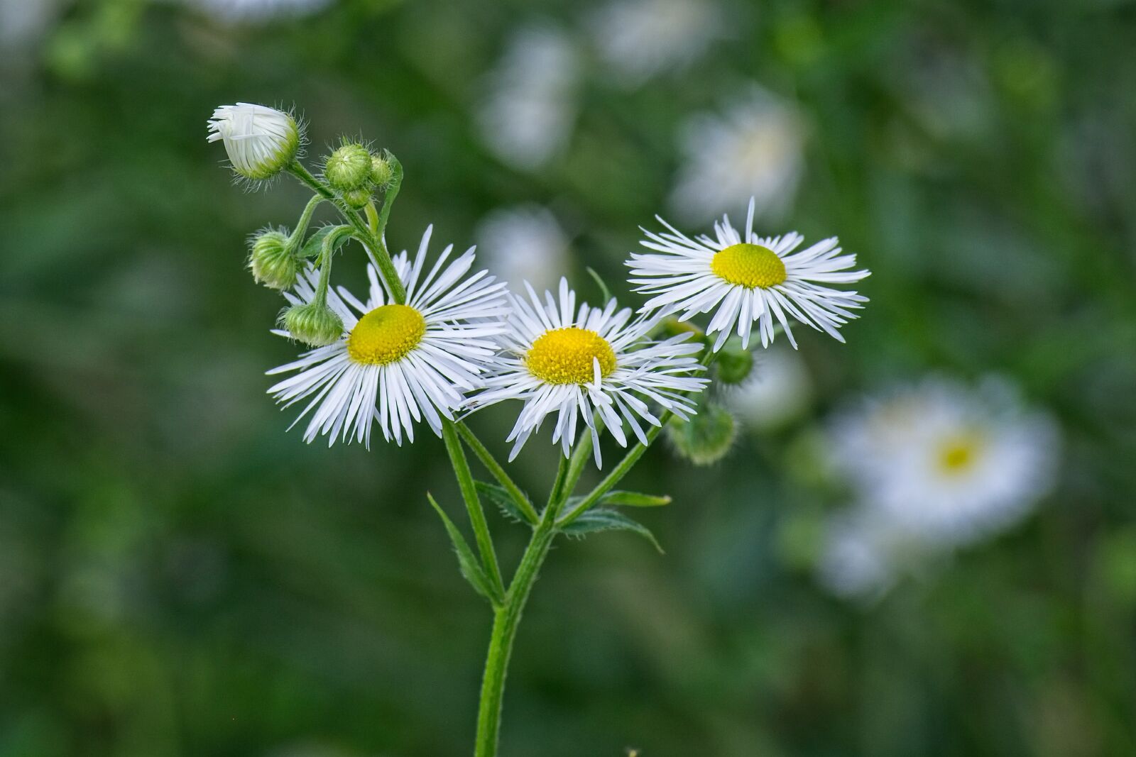 Nikon D7100 sample photo. Fine jet, flowers, occupation photography