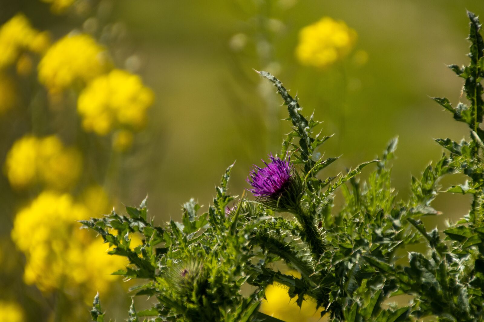 Canon EOS 90D sample photo. Thistle, purple, flower photography