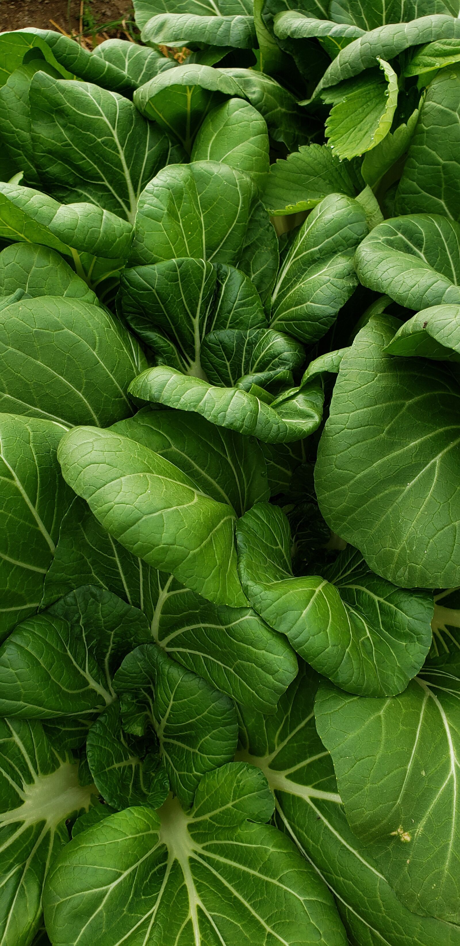 Samsung Galaxy S9 sample photo. Pac choi, organic, asian photography