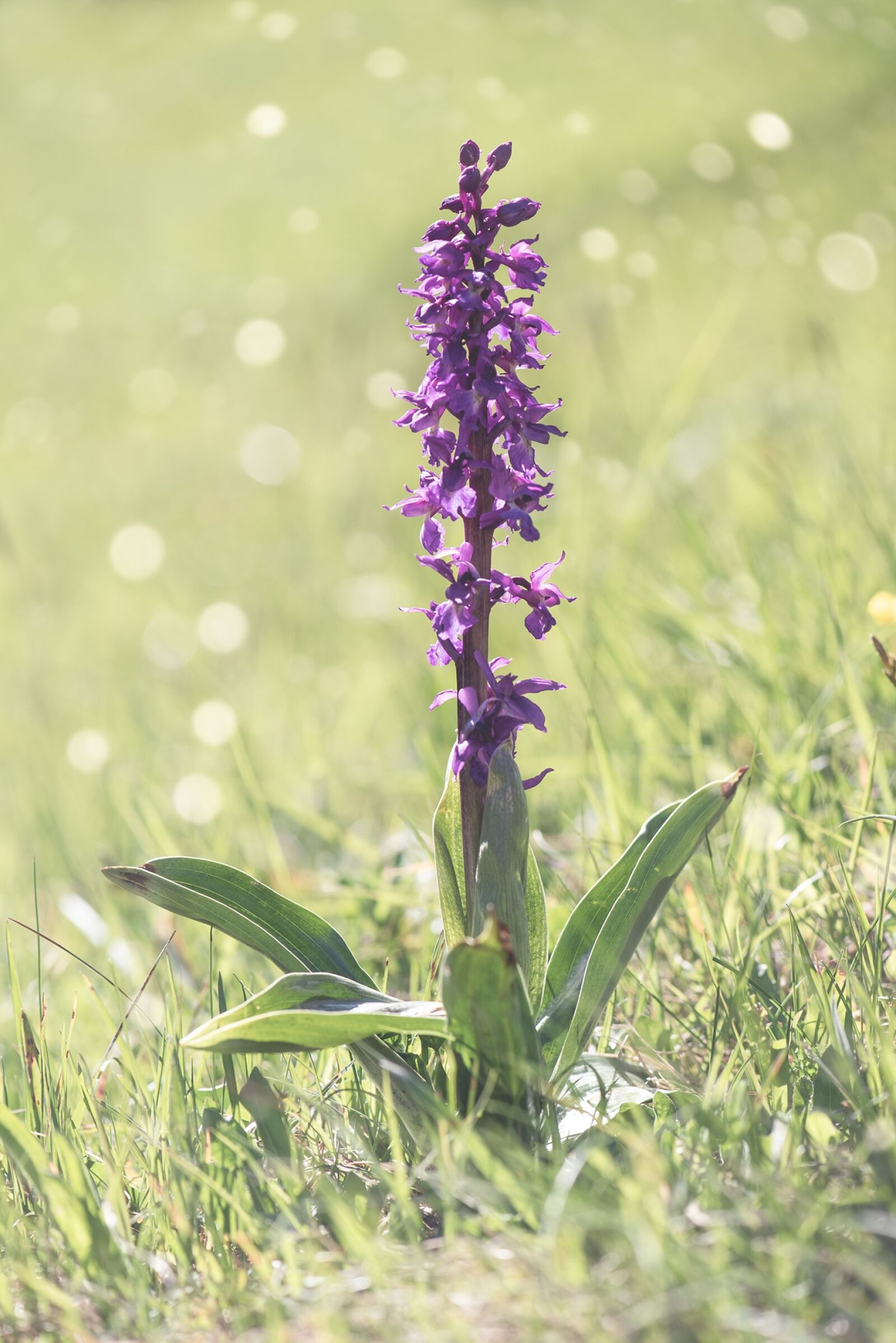 Nikon D750 sample photo. Orchid, nature conservation, pointed photography