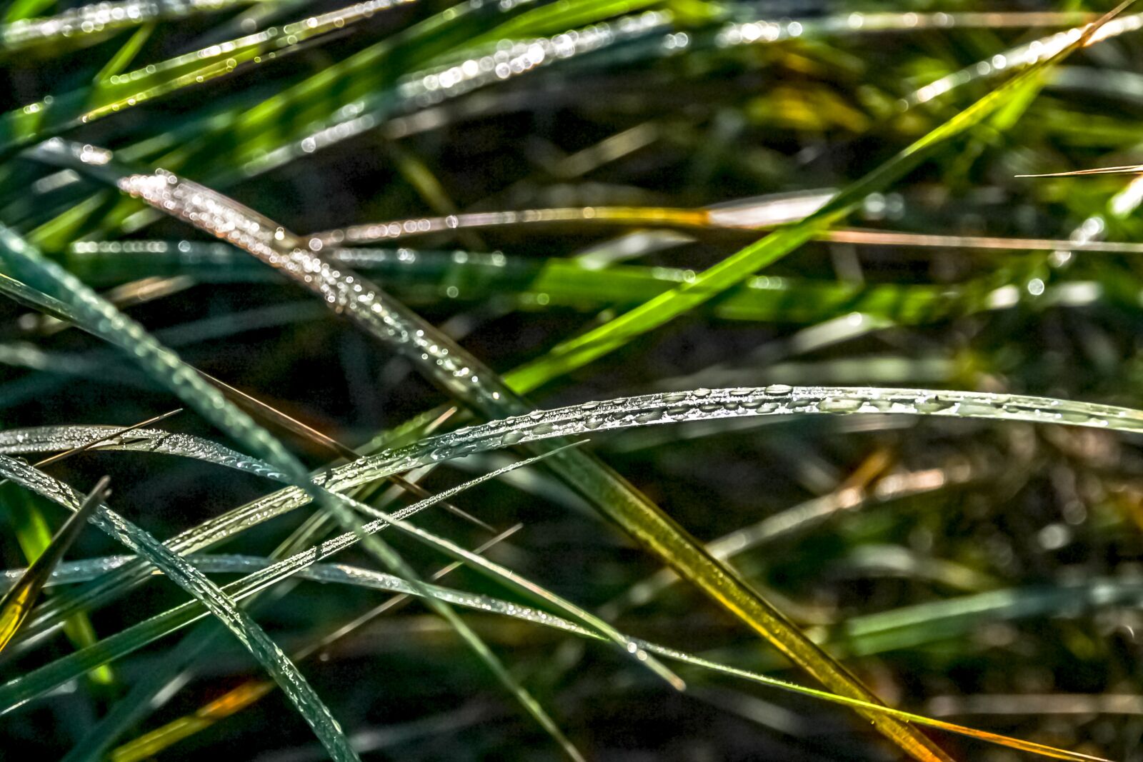 TAMRON 18-200mm F/3.5-6.3 DiII A14E sample photo. Green leaf, natural, green photography