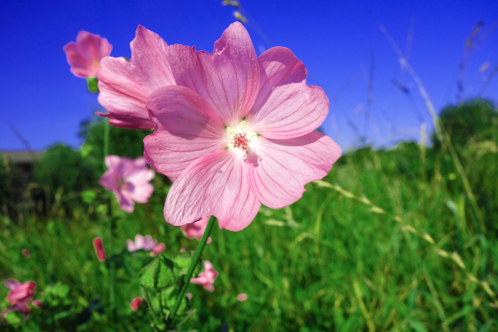 Sony Cyber-shot DSC-RX100 sample photo. Plant, flower, wild flower photography