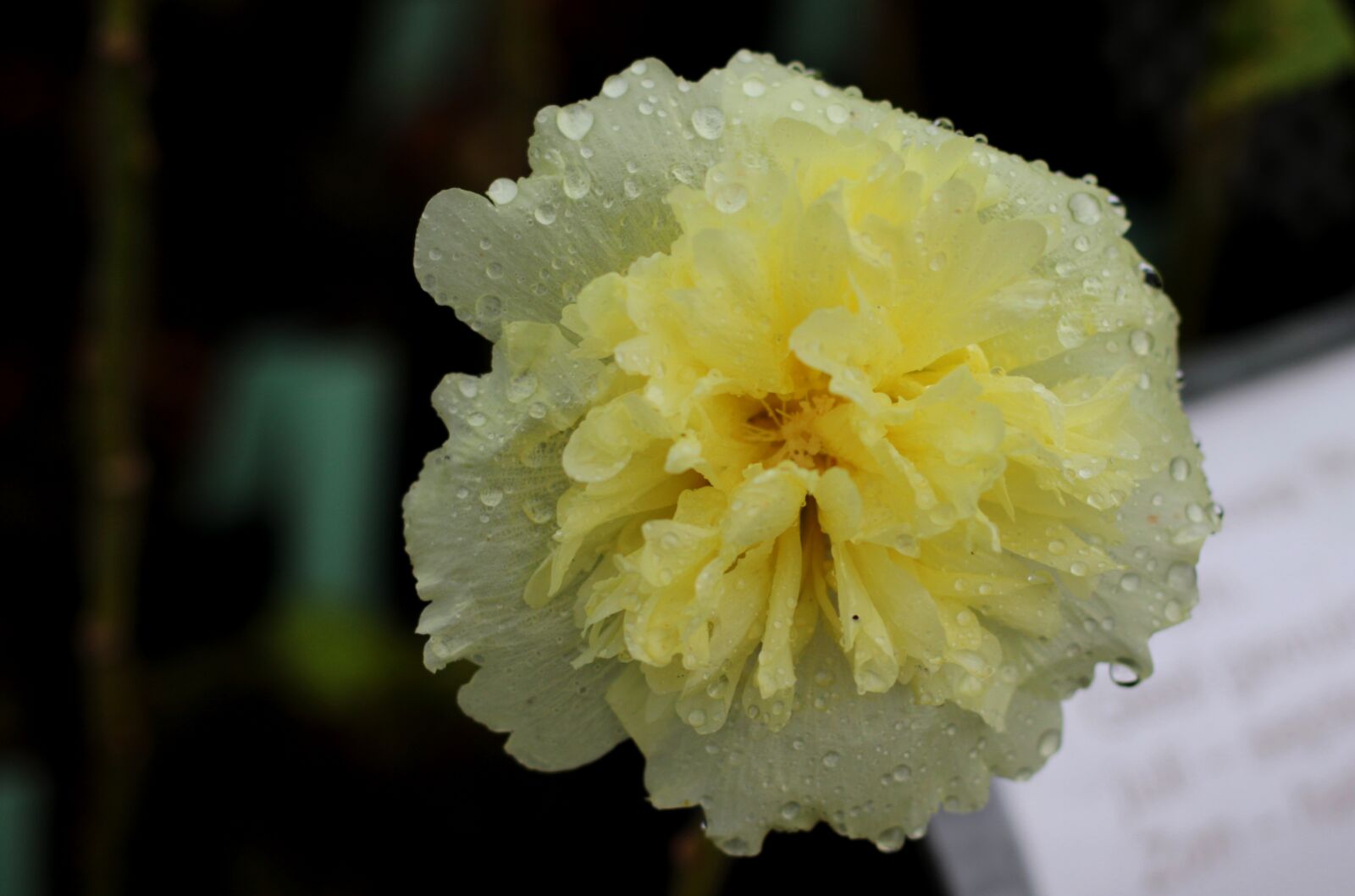 Canon EOS 7D Mark II sample photo. Alcea rosea pleniflora, yellow photography