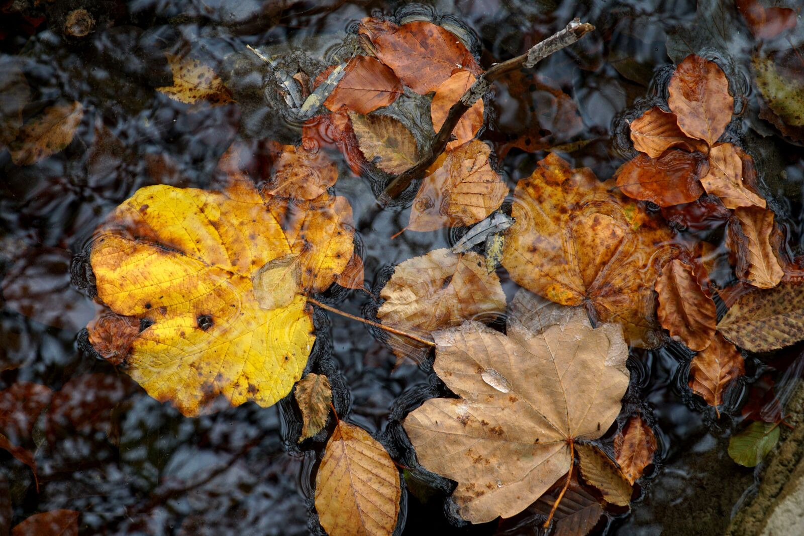 Sony E PZ 18-105mm F4 G OSS sample photo. Autumn, tree, leaves photography