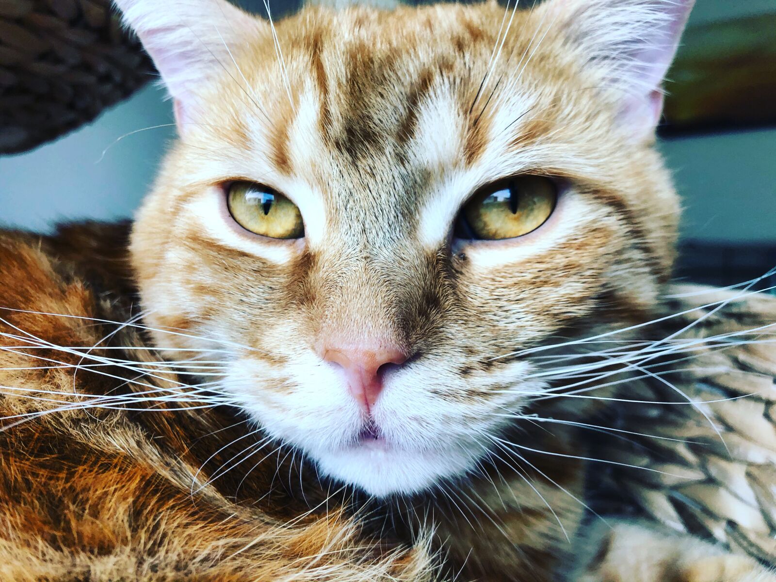 iPhone 8 back camera 3.99mm f/1.8 sample photo. Katze, kätzchen, gustaf photography