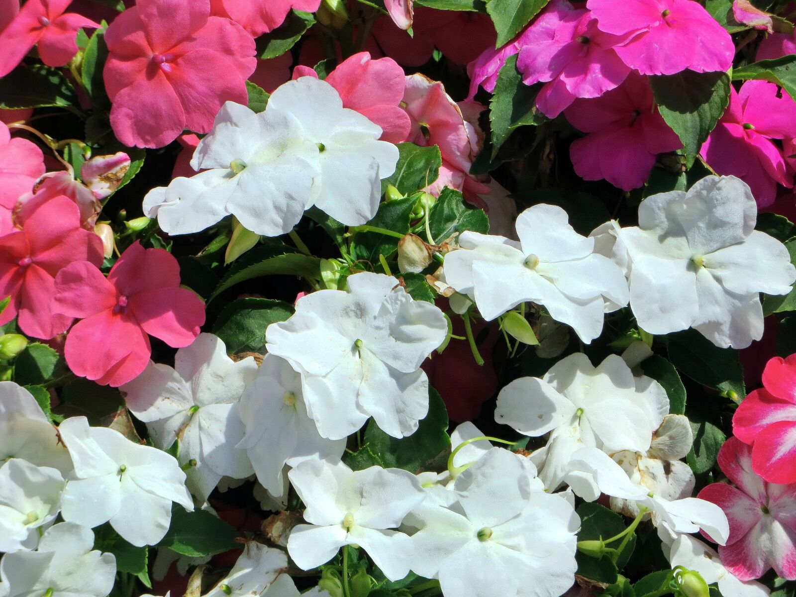 Canon PowerShot SX270 HS sample photo. Begonias, jardiniere, pink flowers photography