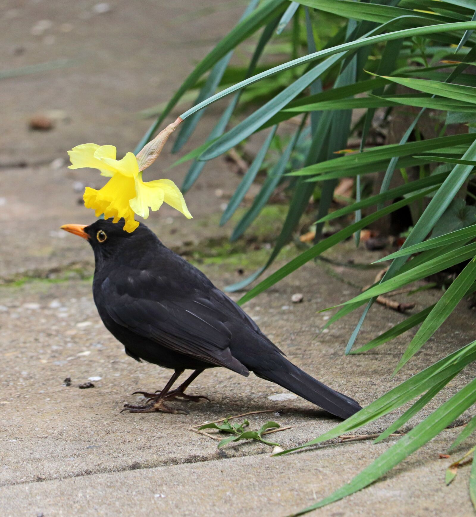 Canon EOS 800D (EOS Rebel T7i / EOS Kiss X9i) sample photo. Bird, blackbird, hiding photography