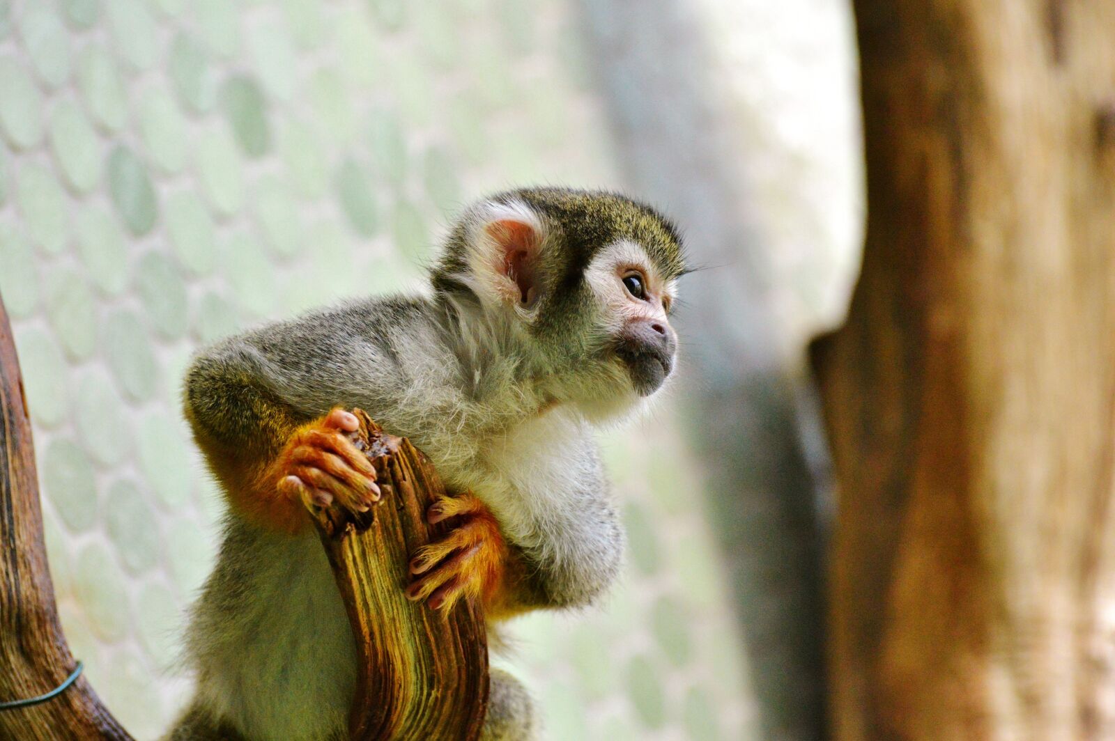 Nikon D3200 sample photo. Monkey, äffchen, capuchins photography