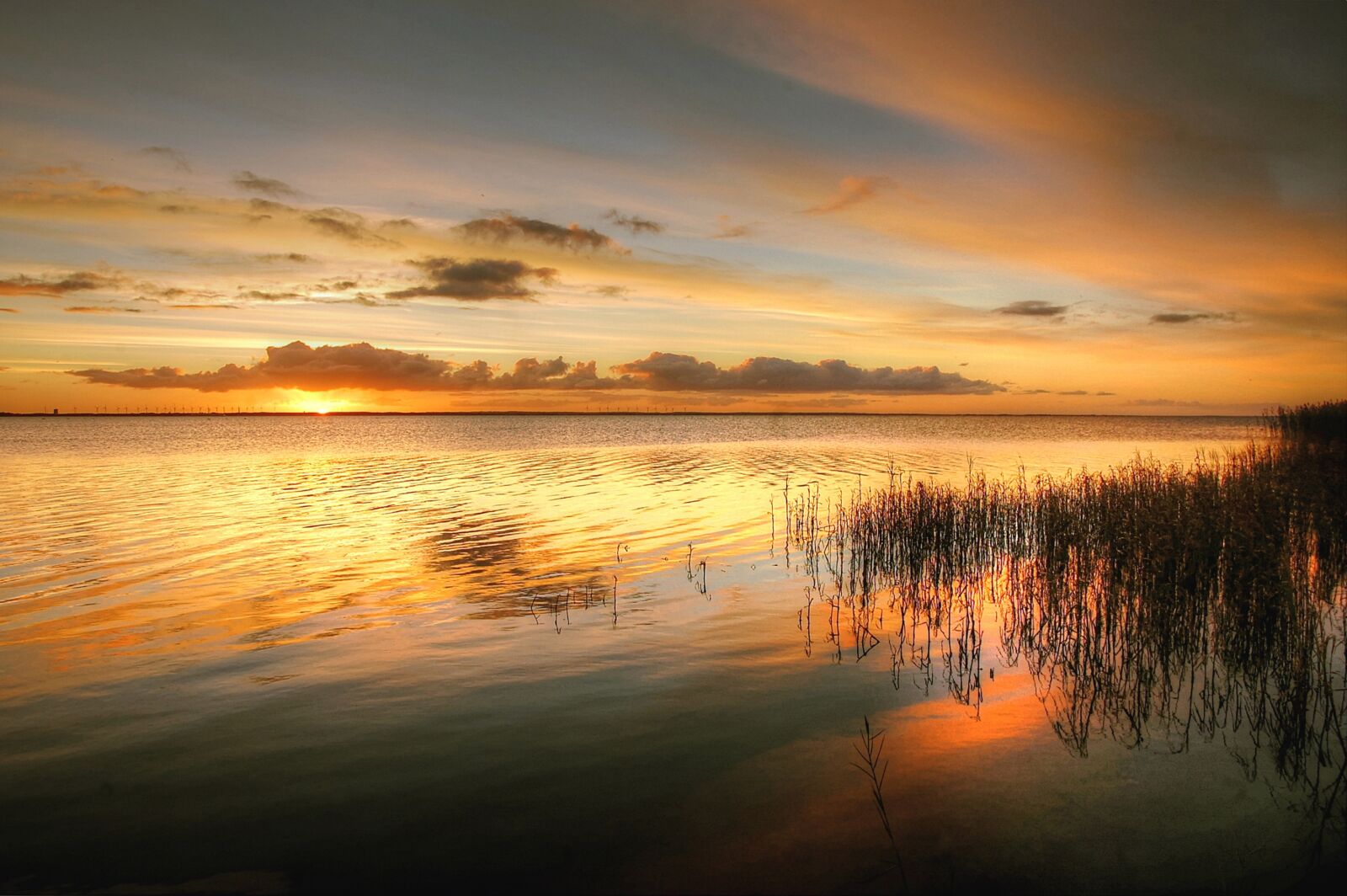 Nikon D40 sample photo. Sunrise, reed, landscape photography