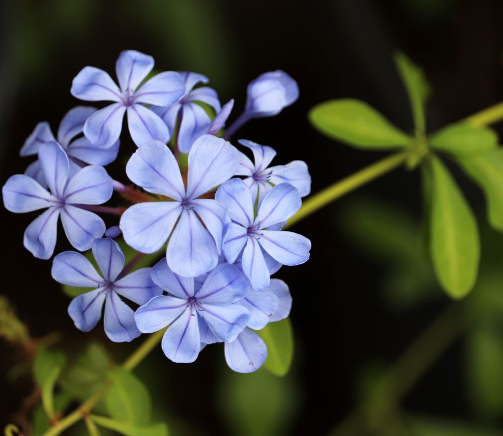 Canon EOS 800D (EOS Rebel T7i / EOS Kiss X9i) sample photo. Flower, blue, plumbago photography