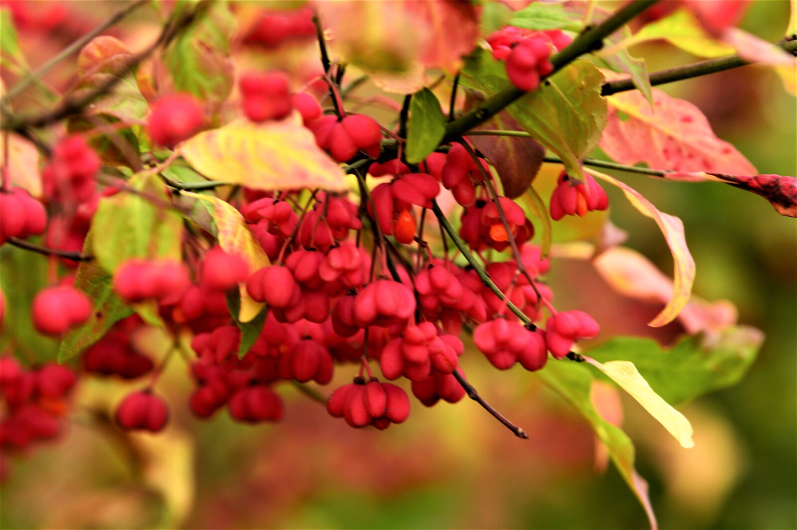 Nikon Df sample photo. Kardinaalsmuts, flowers, autumn photography