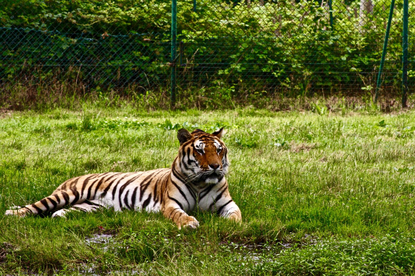 Canon EOS 1000D (EOS Digital Rebel XS / EOS Kiss F) sample photo. Tiger, nature, animal photography