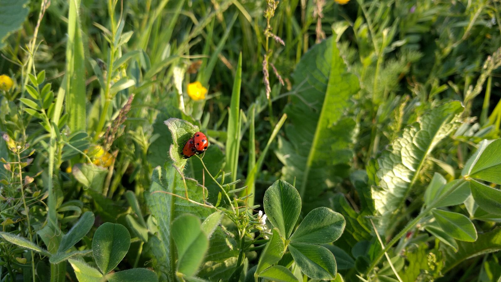LG Nexus 5X sample photo. Ladybugs photography
