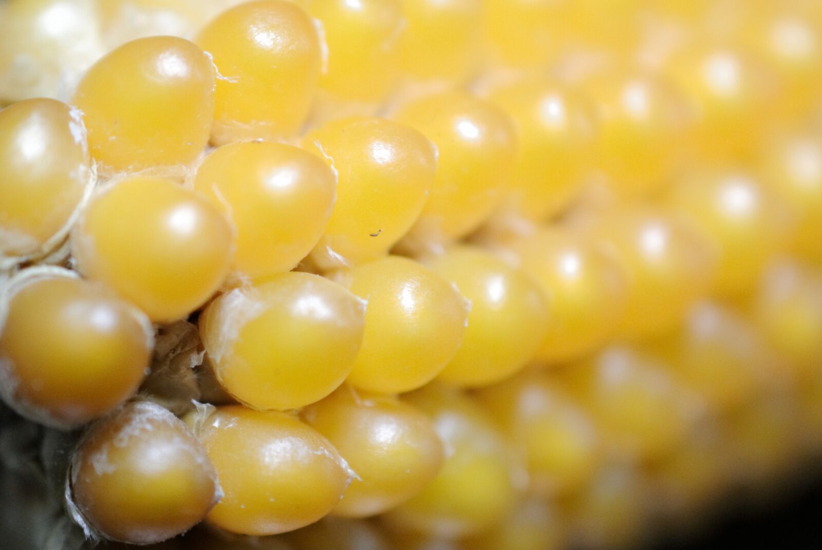 Nikon 1 V1 sample photo. Corn, yellow, harvest photography