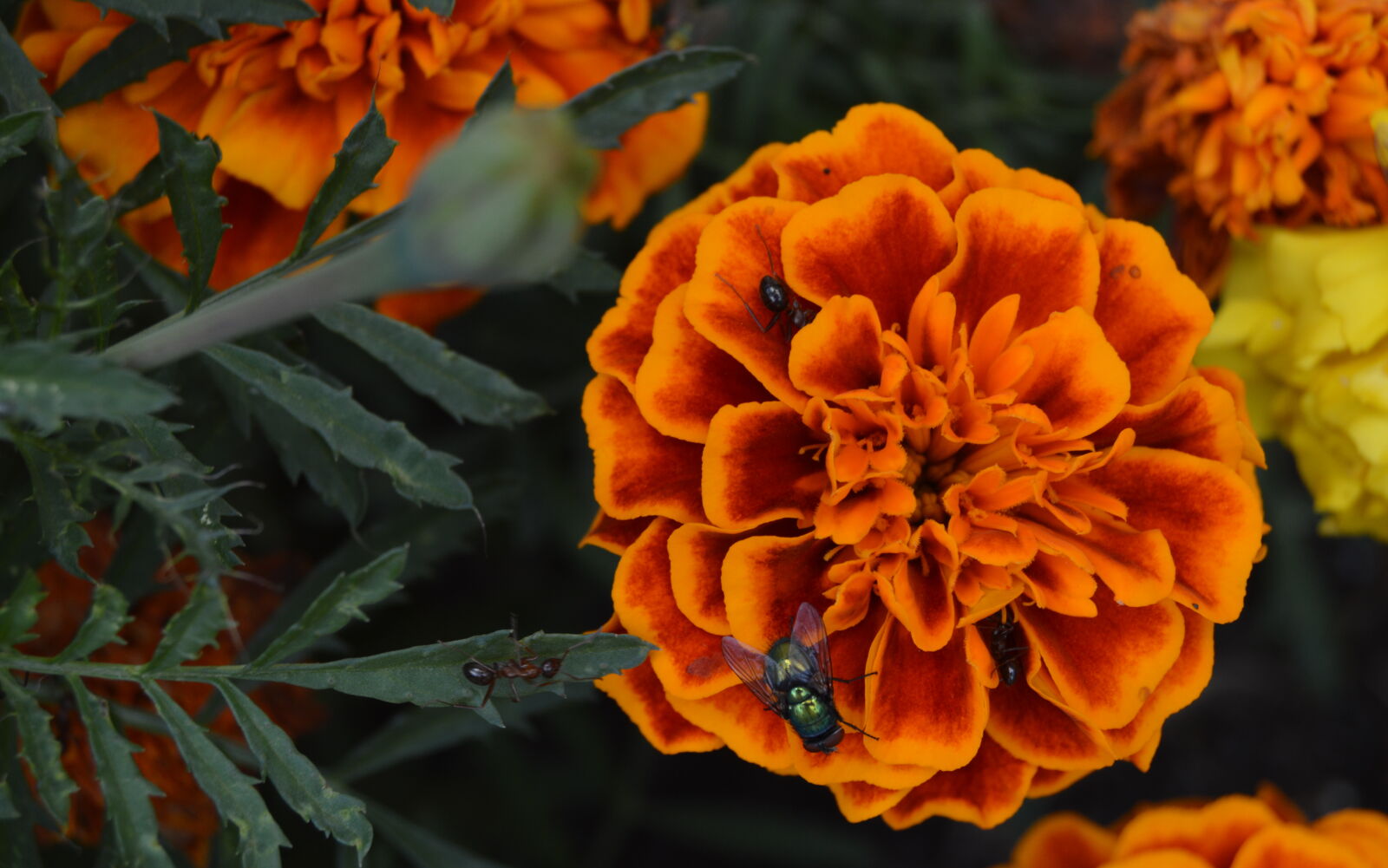Nikon D3200 sample photo