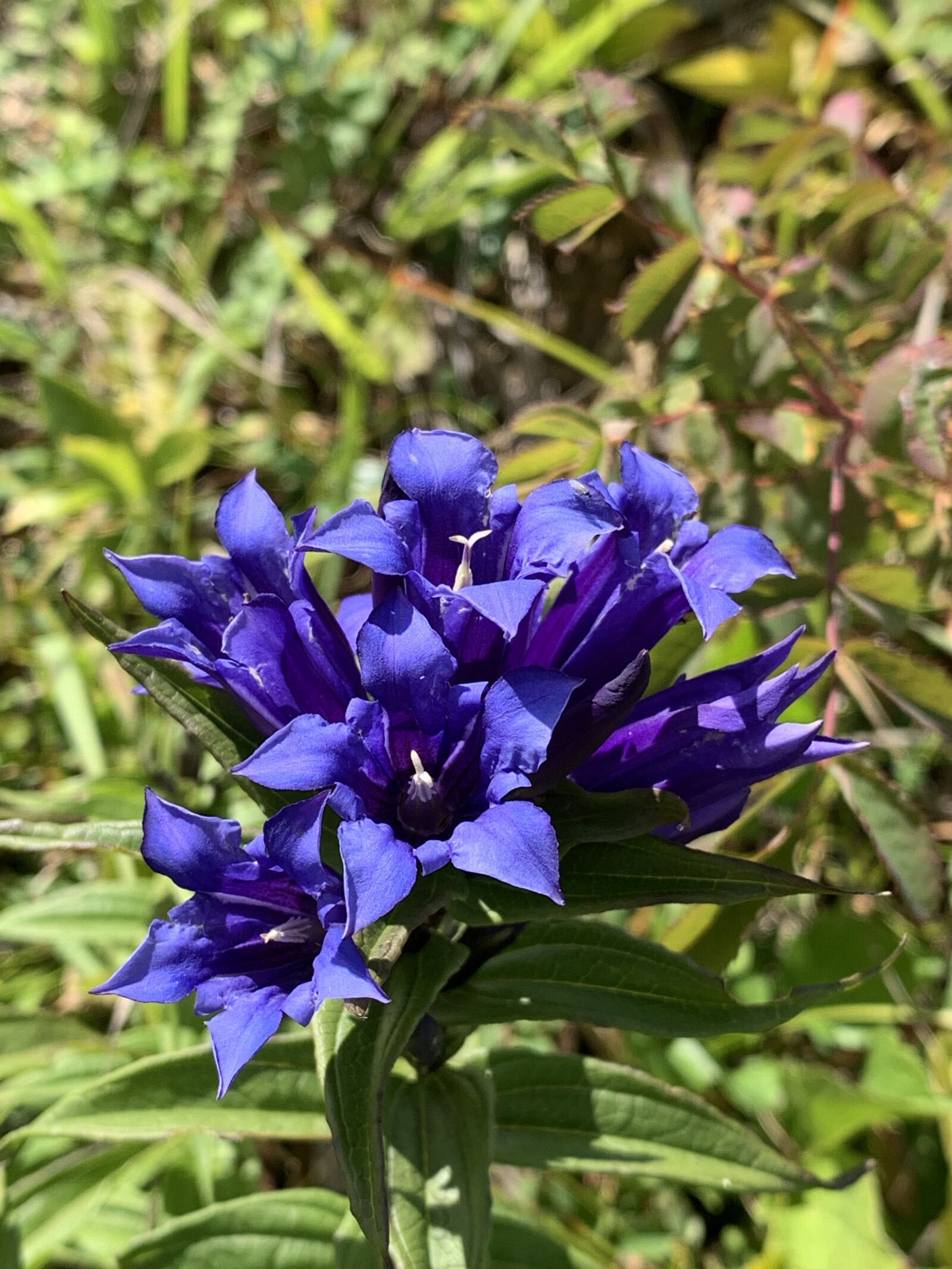Apple iPhone XR sample photo. Flowers, mountain, nature photography
