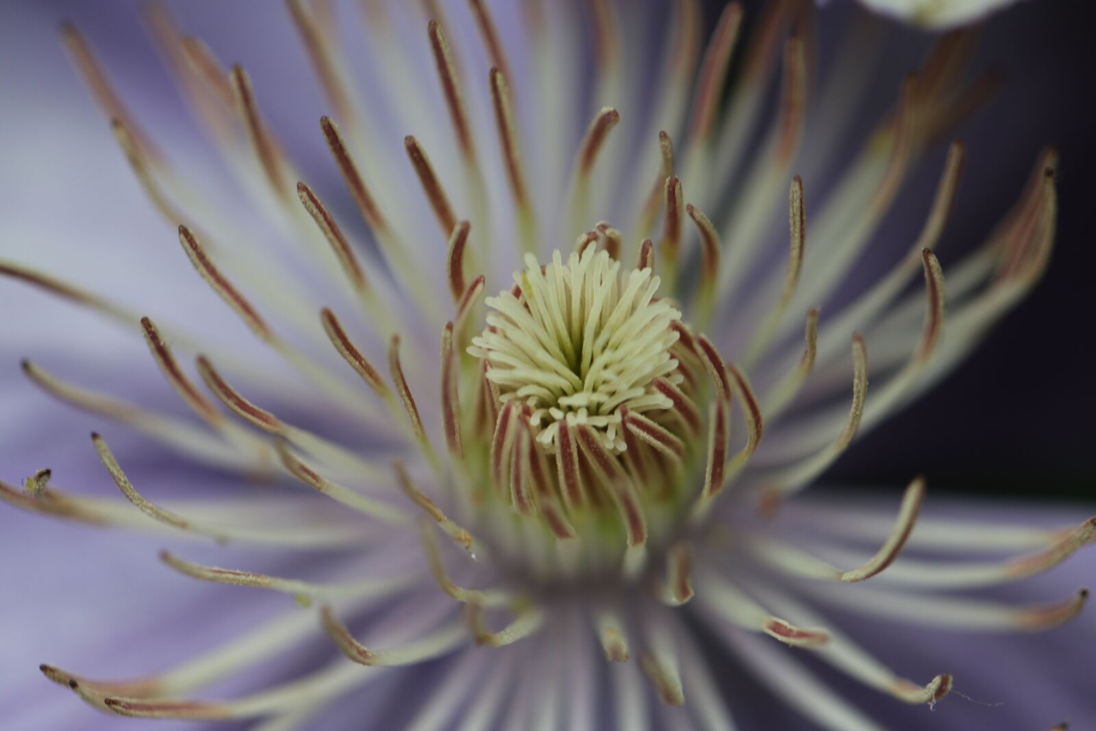 Canon EF 100mm F2.8L Macro IS USM sample photo. Pistil, clematite, macro photography