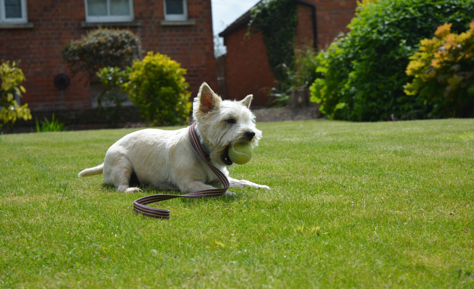 Nikon D5200 sample photo. Dog, dog playing, canine photography