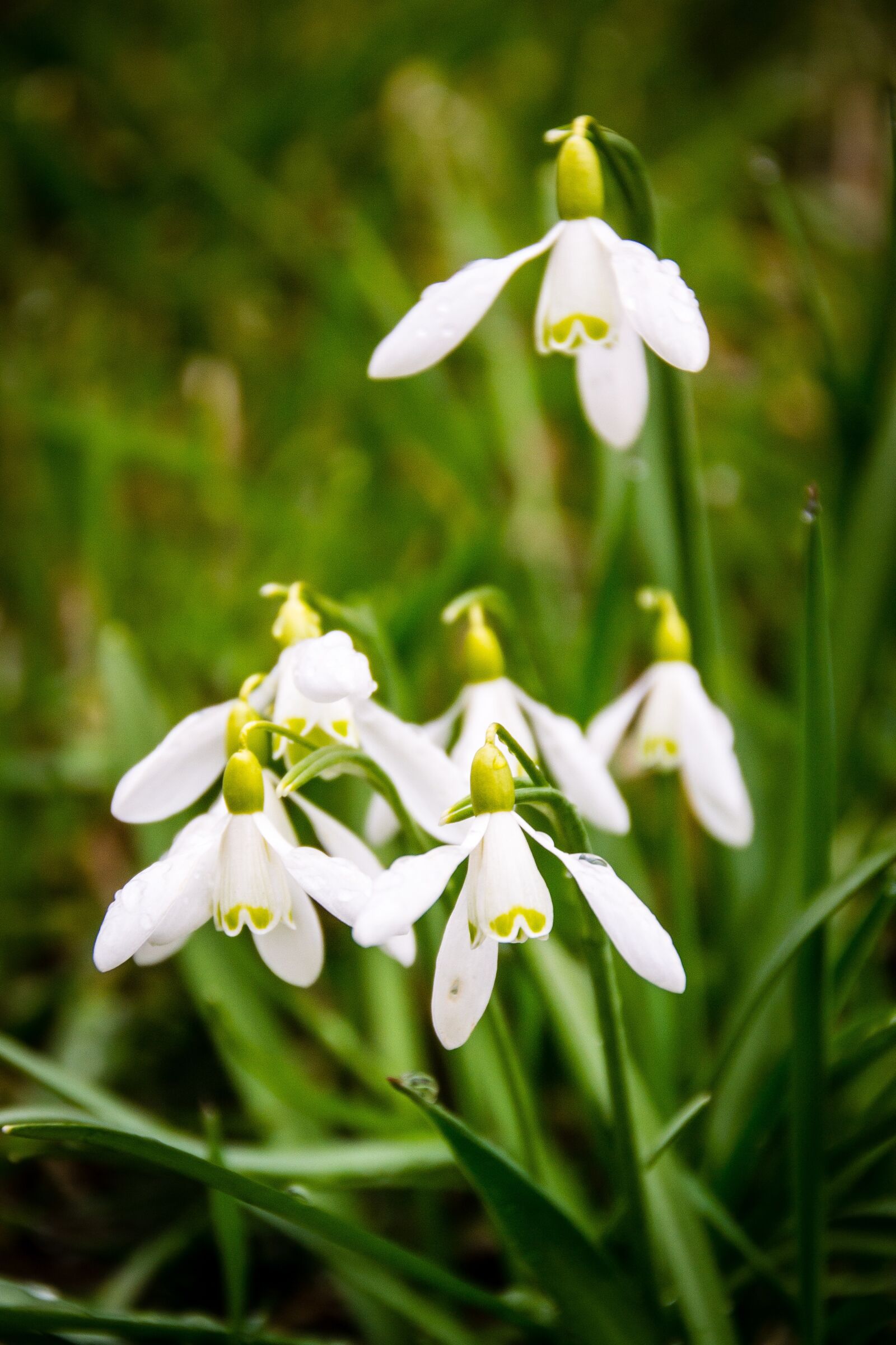 Nikon D3100 sample photo. Snowdrop, plant, spring photography