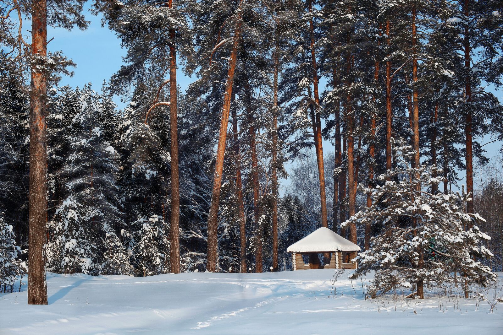 Canon EOS 5D Mark II sample photo. Winter, forest, winter forest photography
